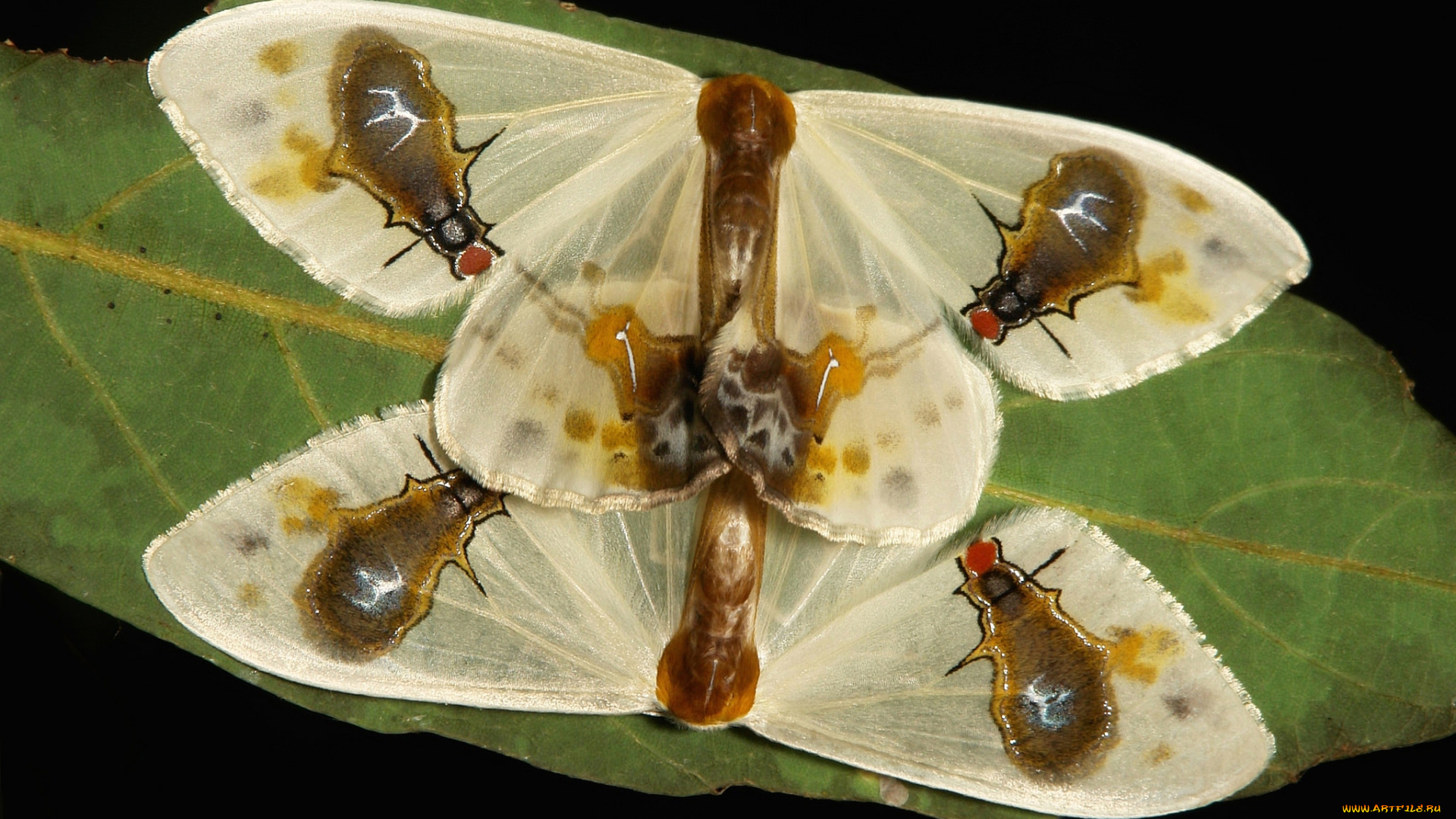 животные, бабочки, , мотыльки, , моли, мотыльки