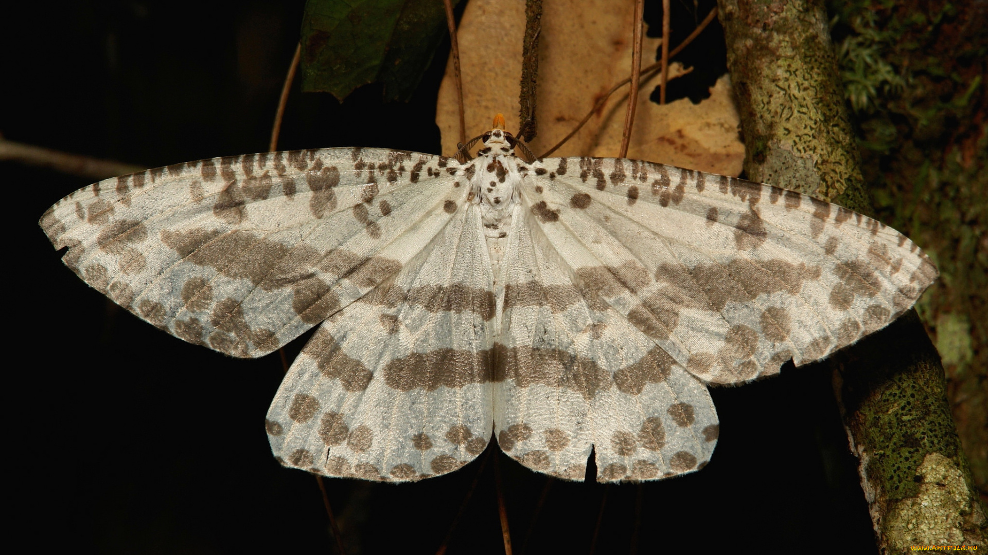 животные, бабочки, , мотыльки, , моли, мотылёк