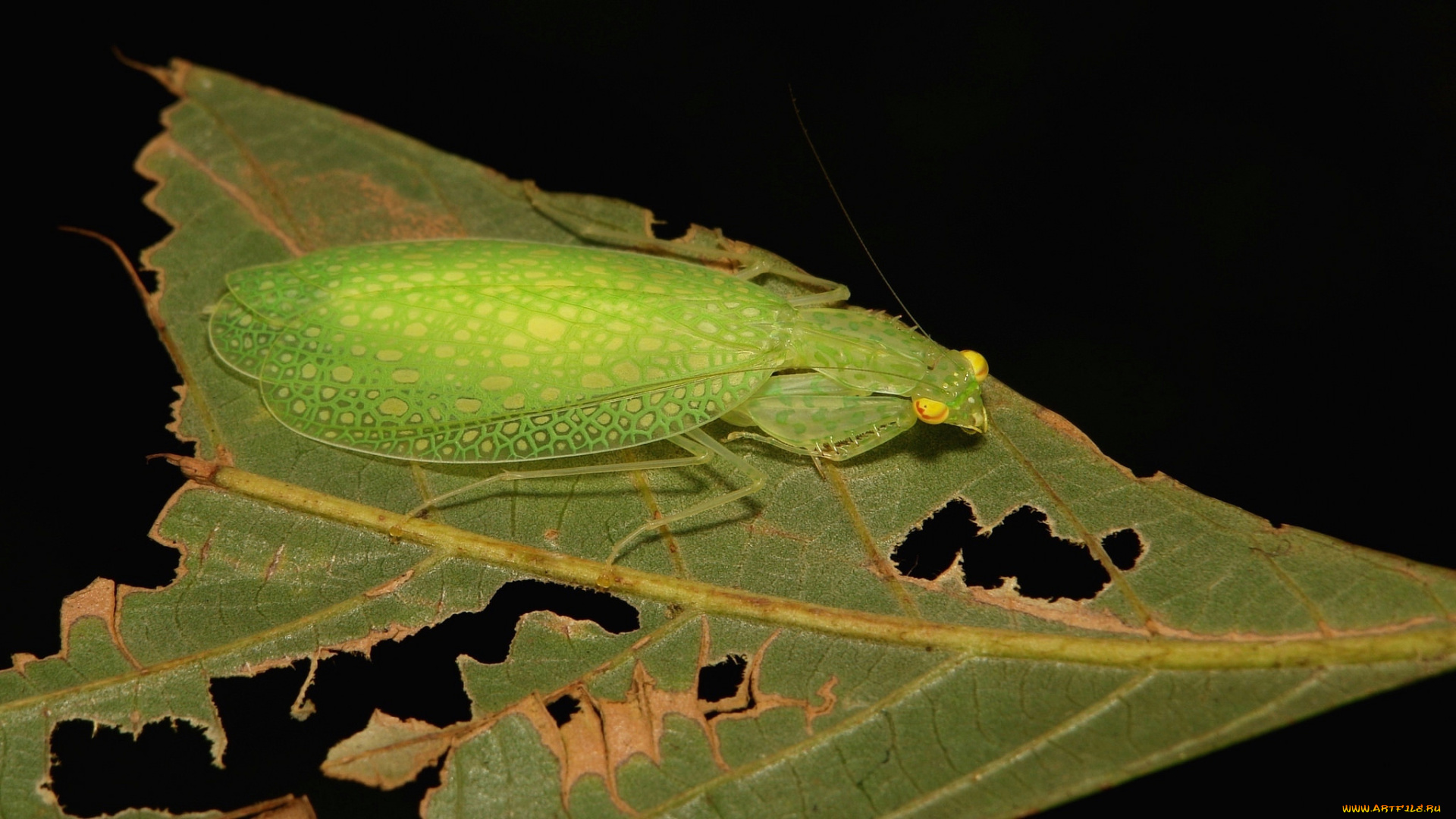 животные, богомолы, богомол