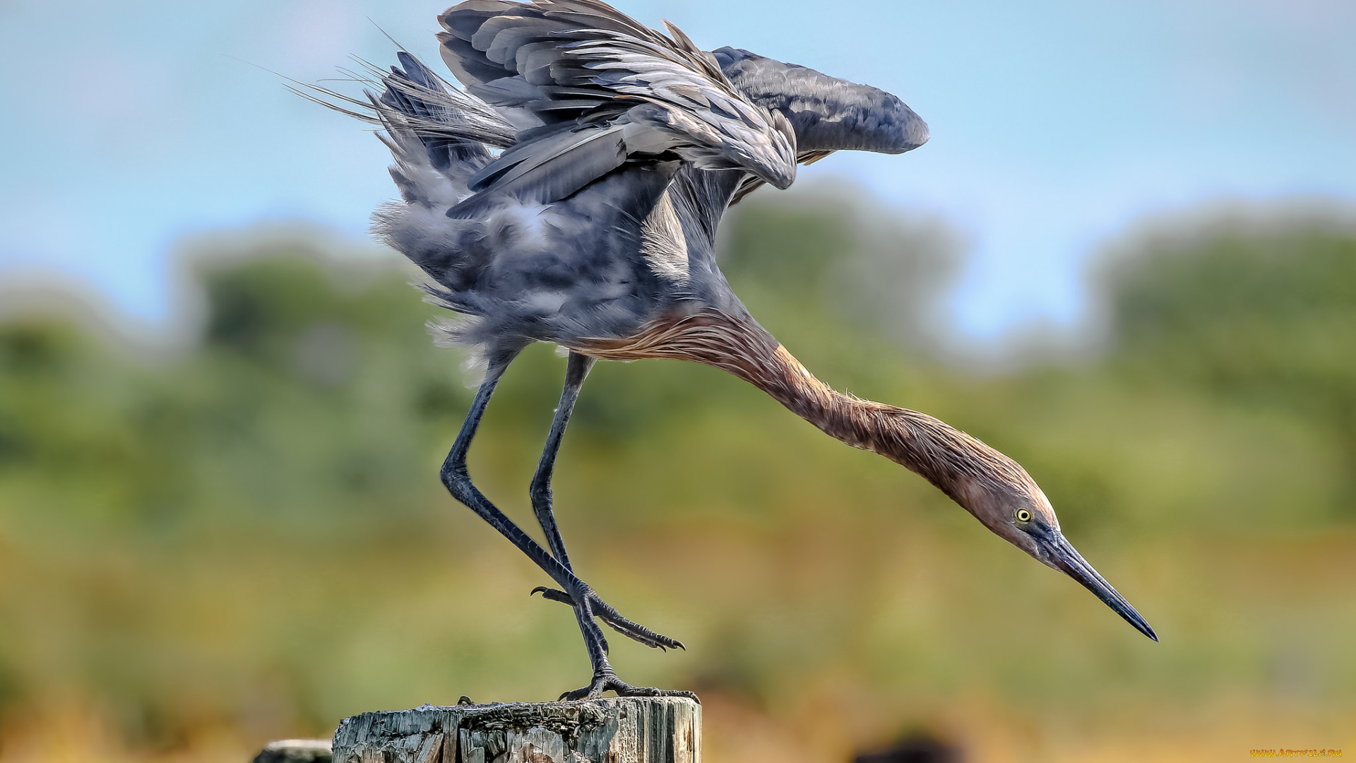 животные, цапли, , выпи, птичка