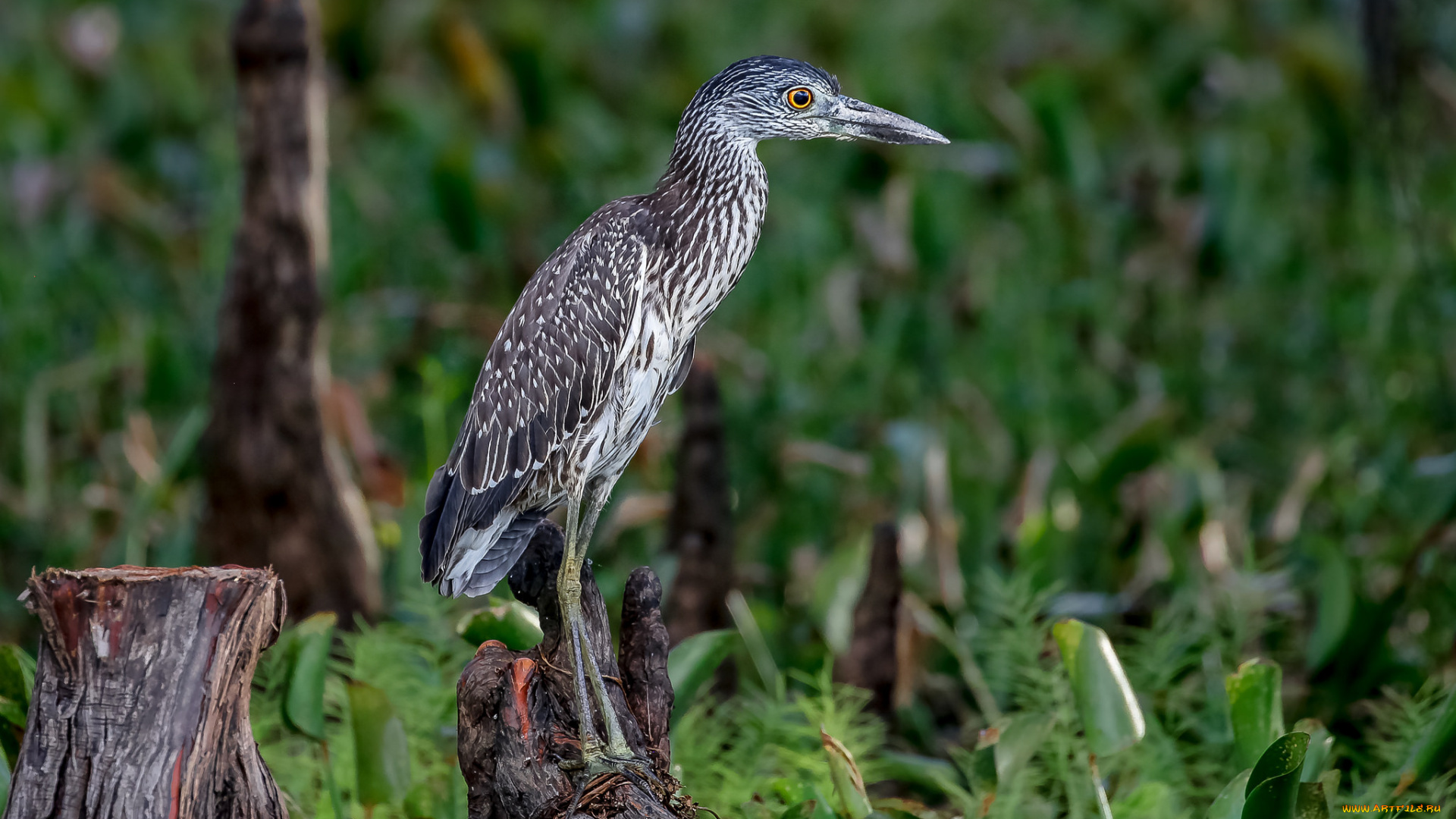 животные, цапли, , выпи, птичка