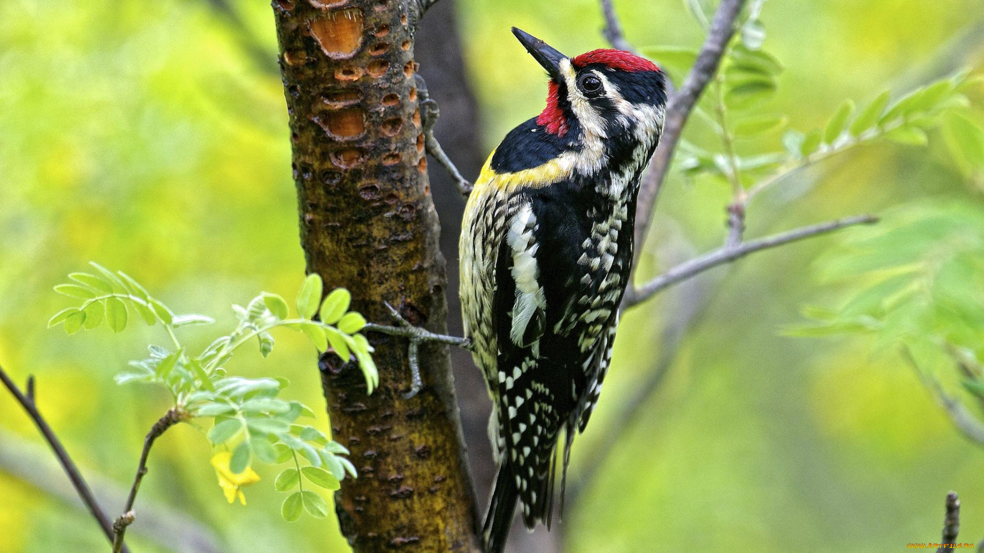 животные, дятлы, дятел, дерево