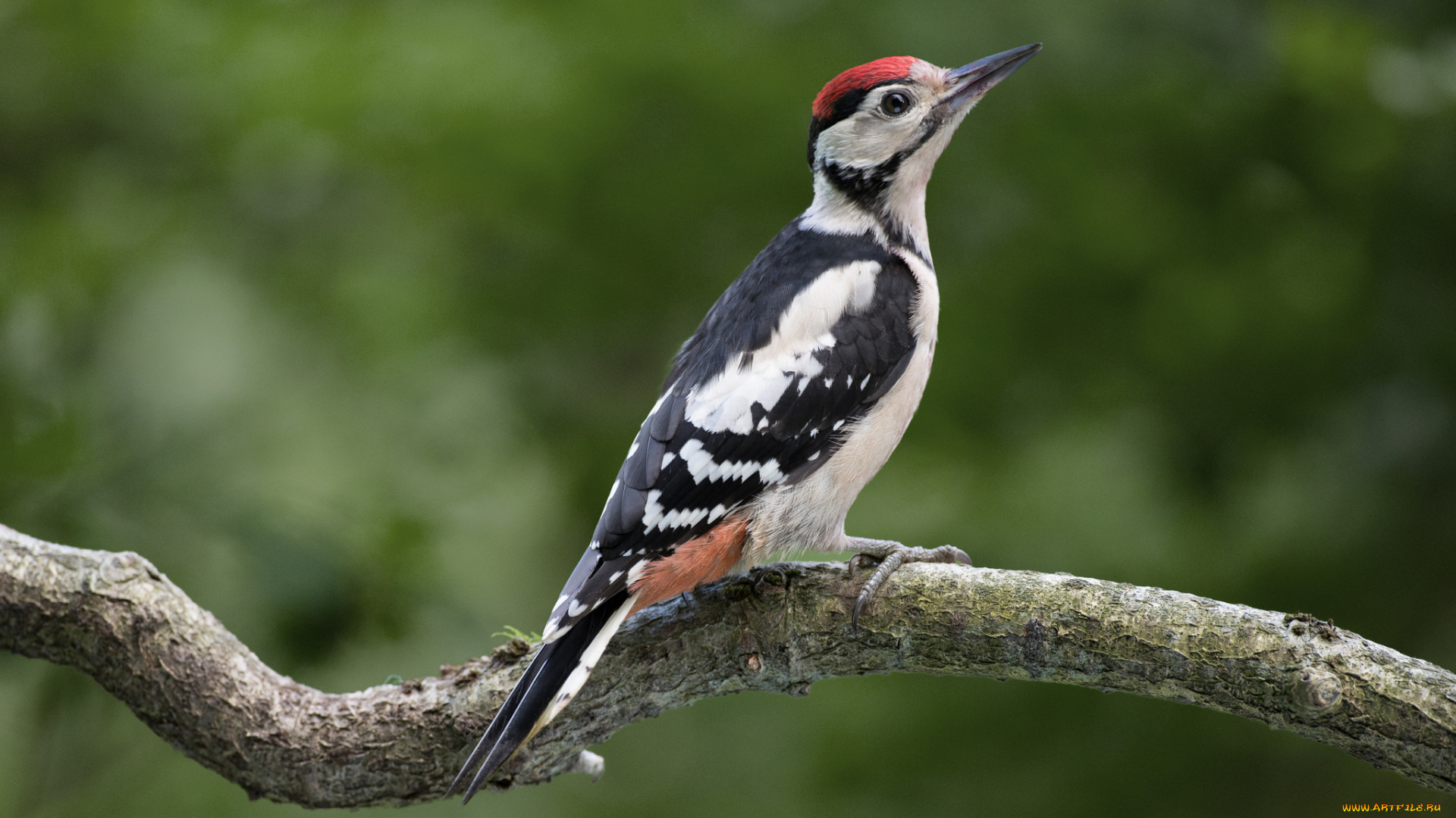 животные, дятлы, птичка
