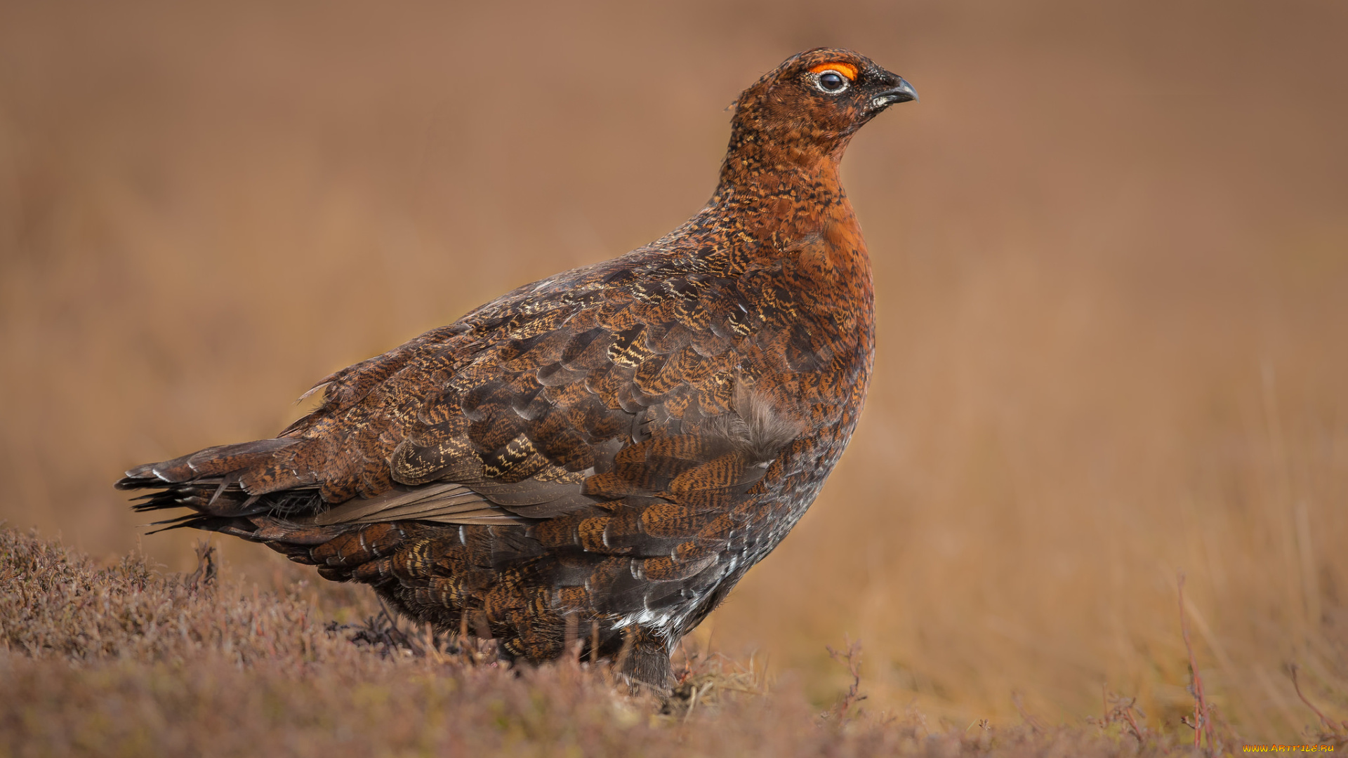 животные, глухари, , тетерева, птичка