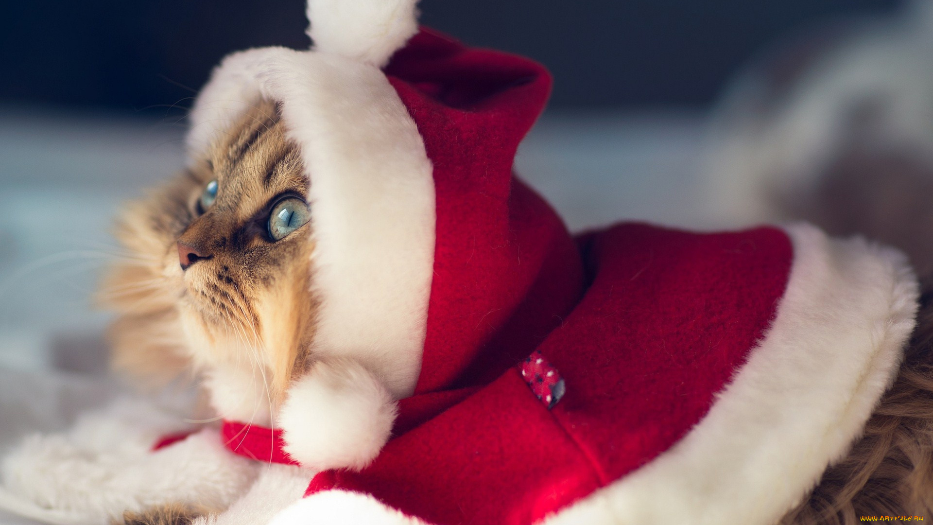 животные, коты, новый, год