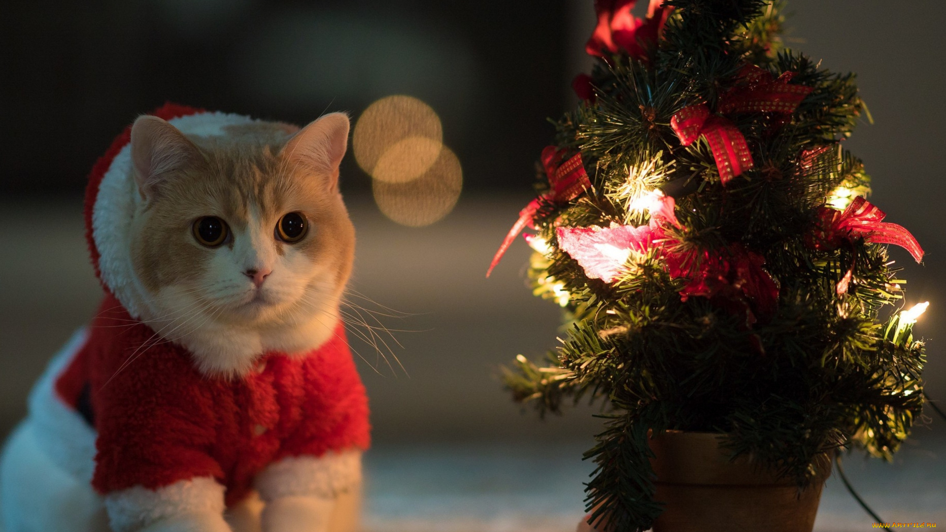 животные, коты, новый, год