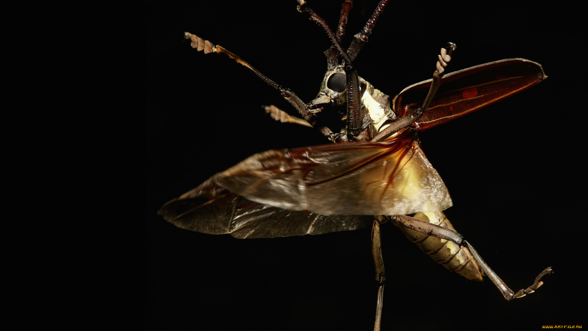 животные, насекомые, жук