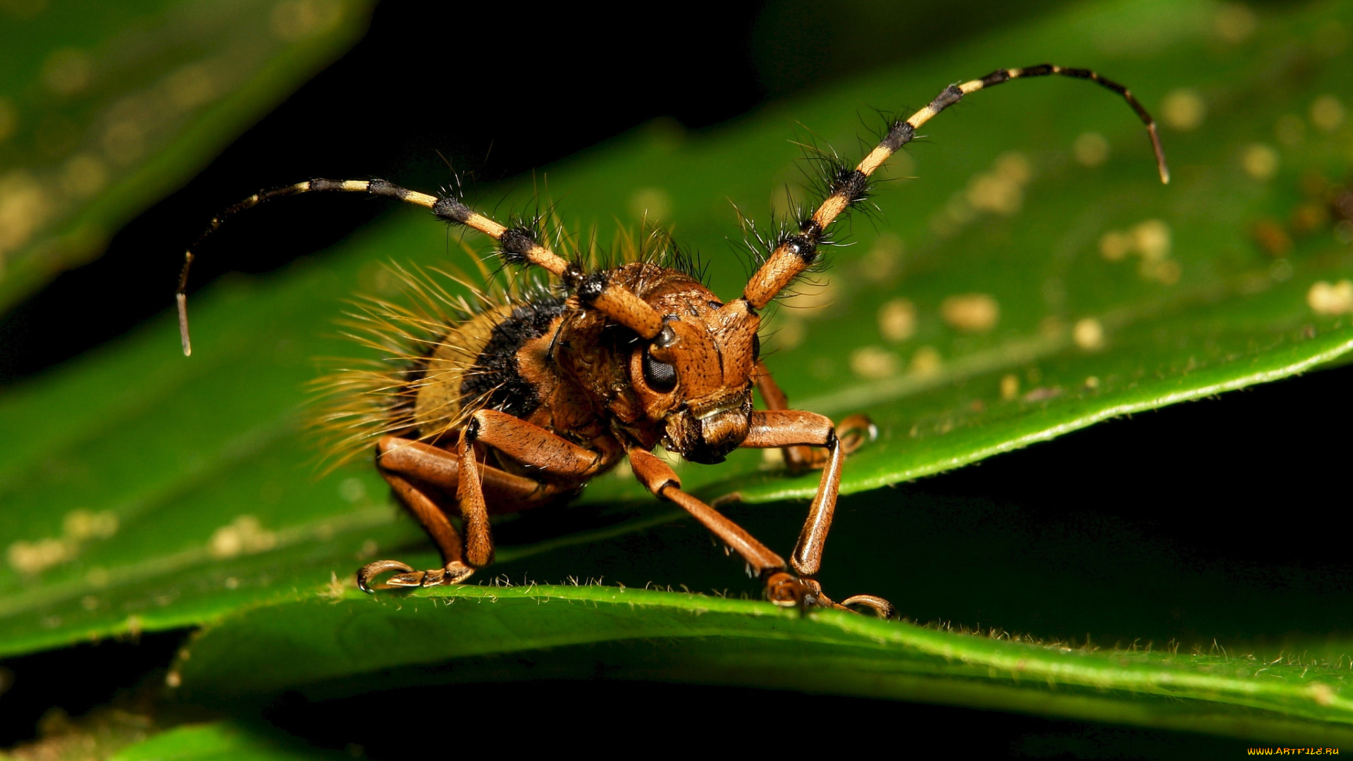 животные, насекомые, жук