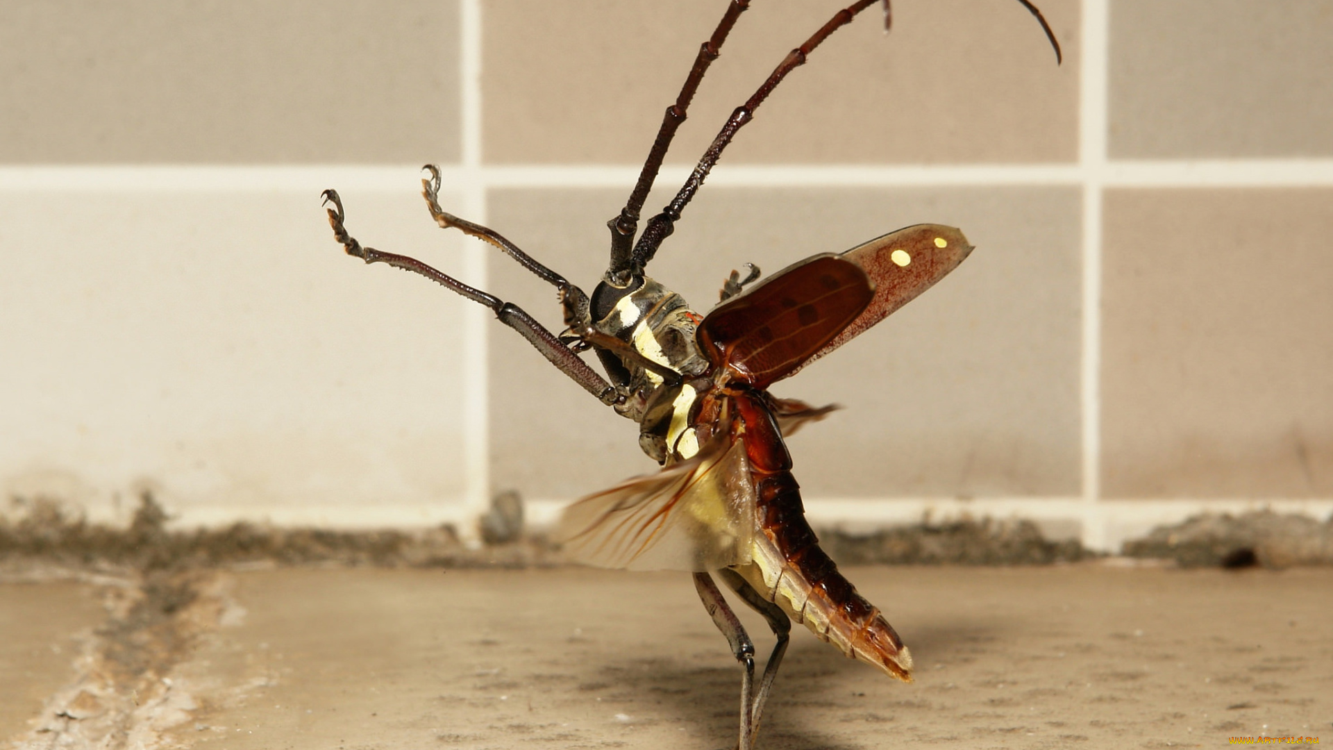 животные, насекомые, жук