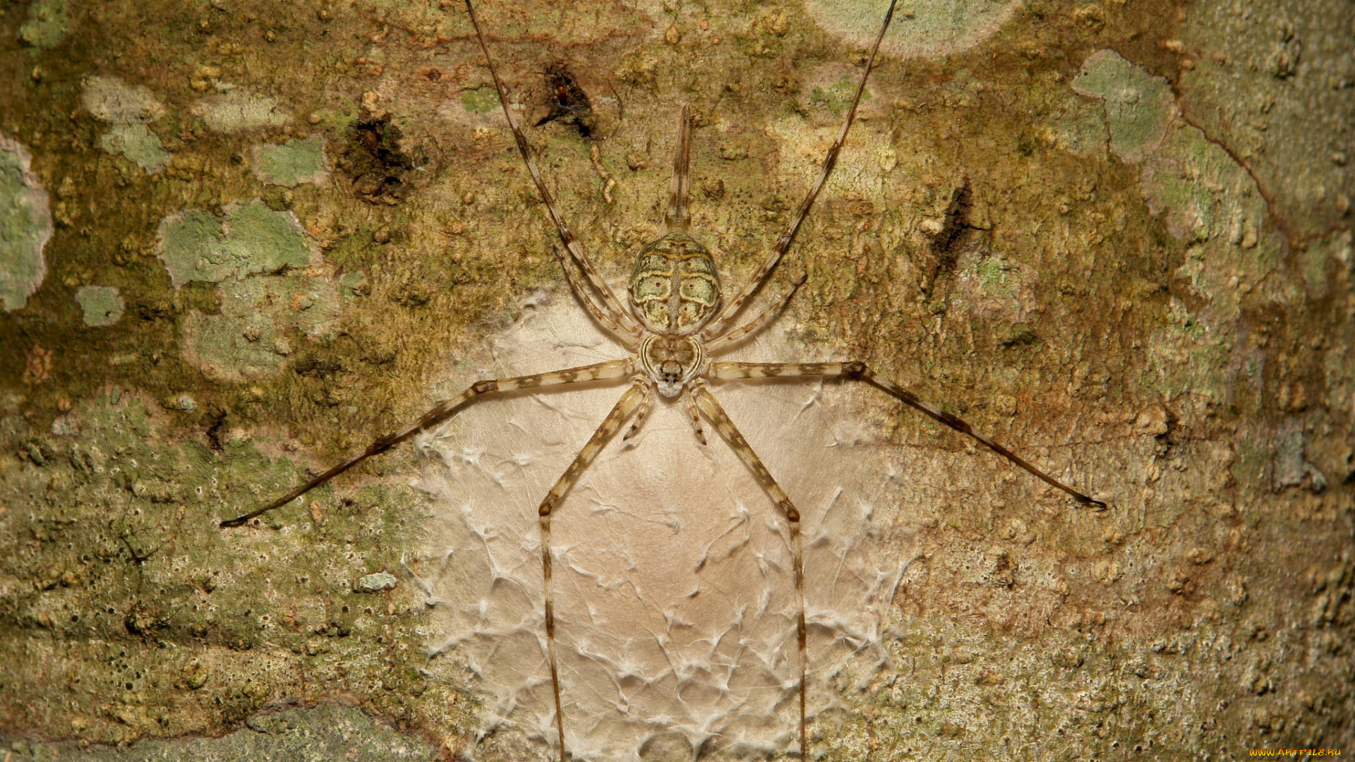 животные, пауки, паук