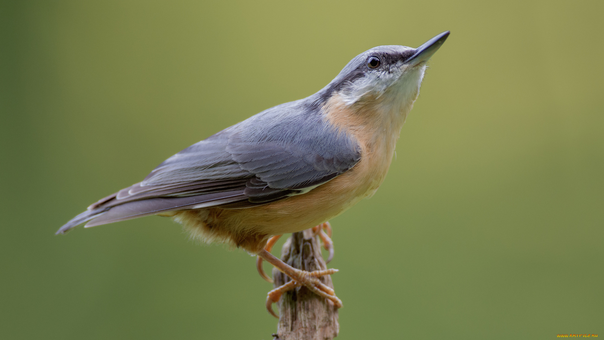 животные, поползни, птичка
