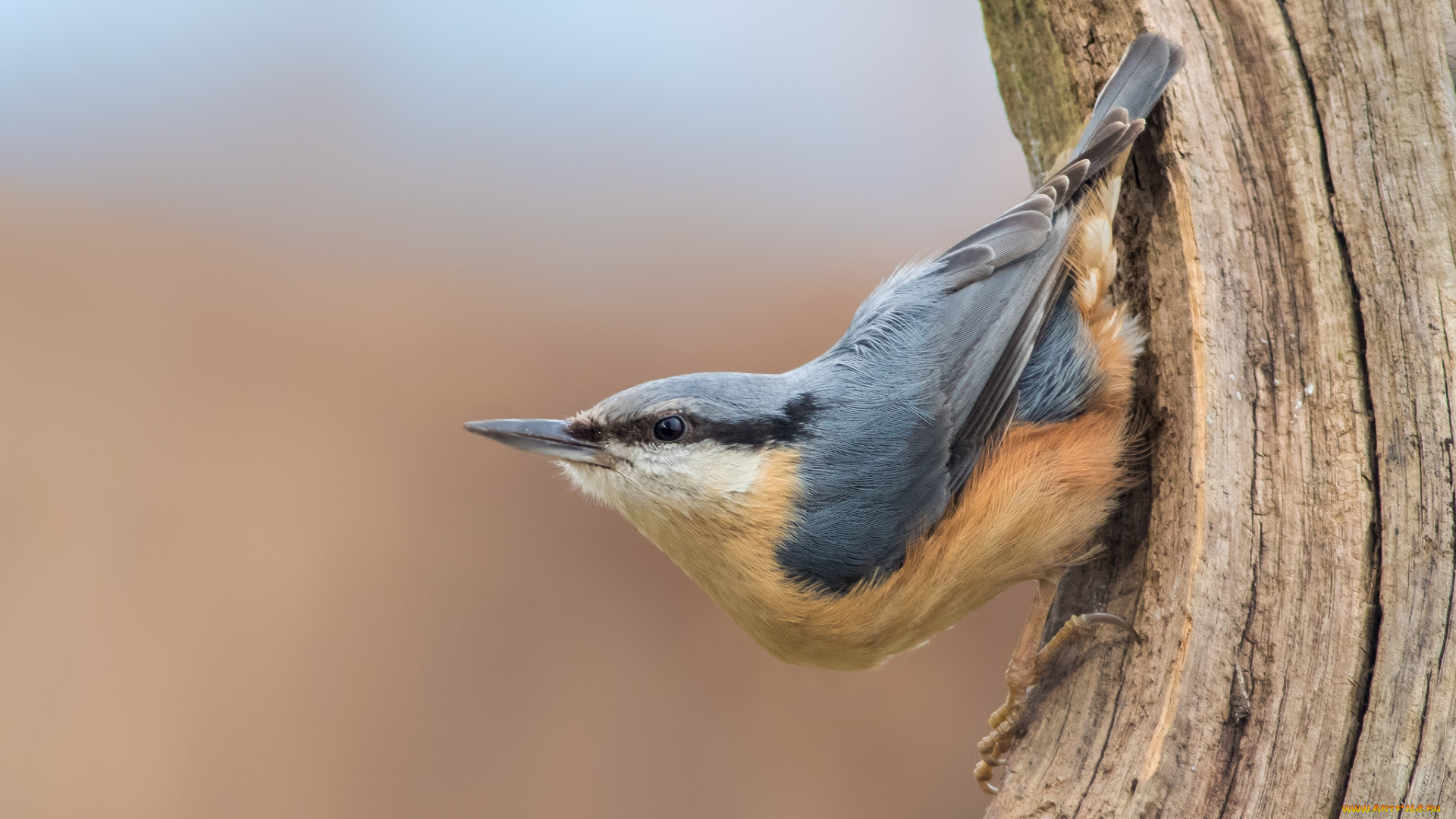 животные, поползни, птичка