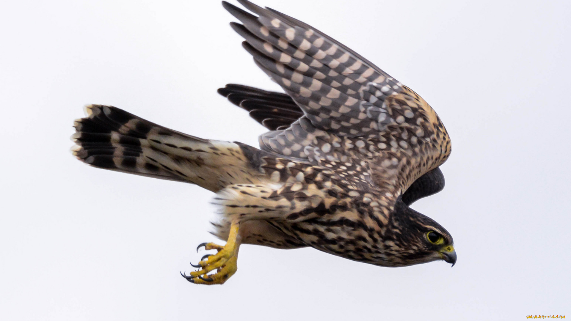 животные, птицы, -, хищники, птичка