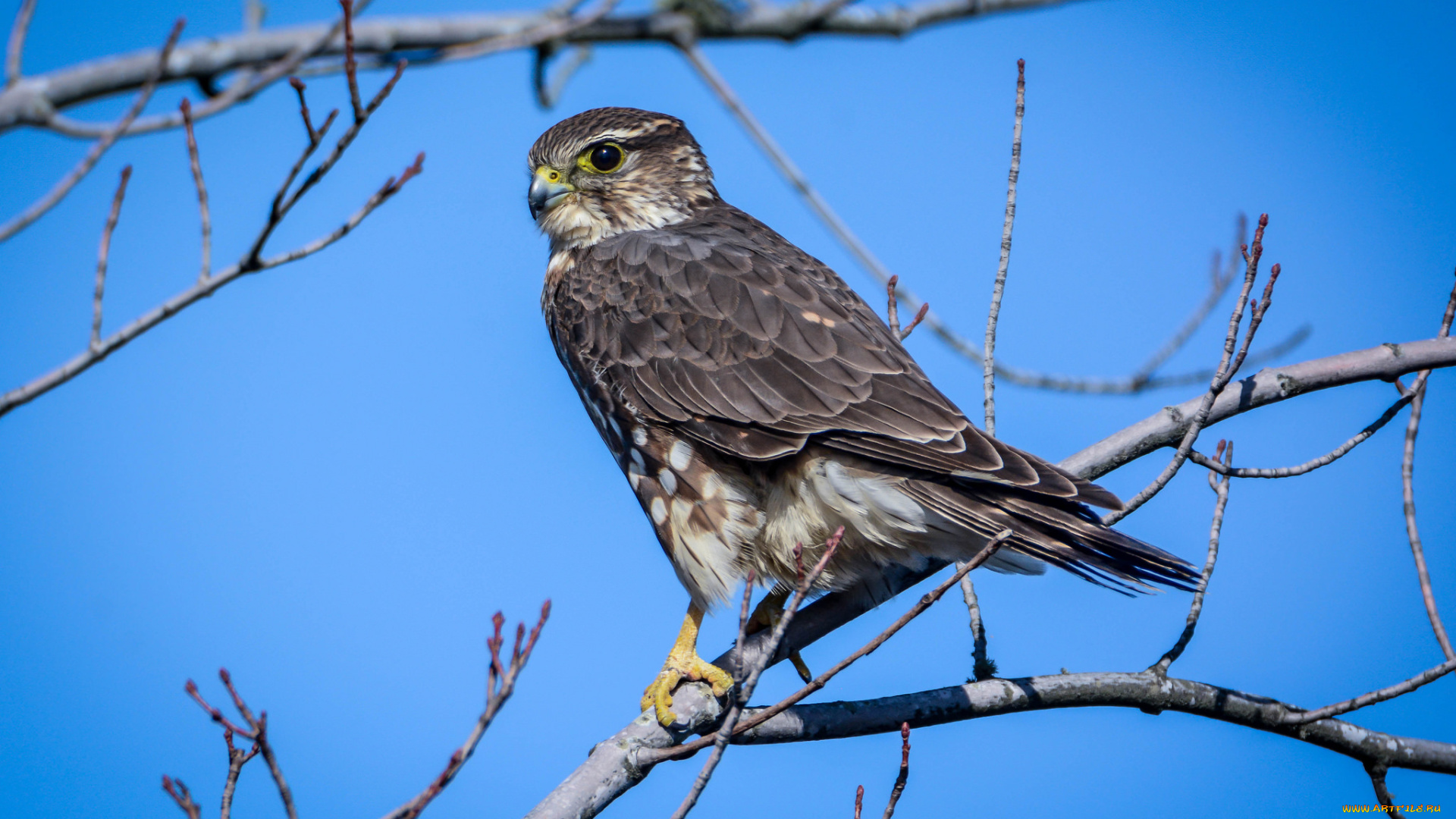 животные, птицы, -, хищники, птичка