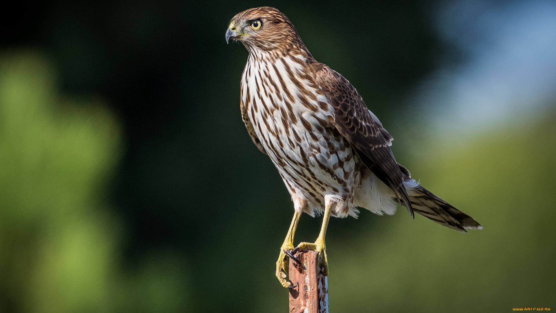 животные, птицы, -, хищники, птичка