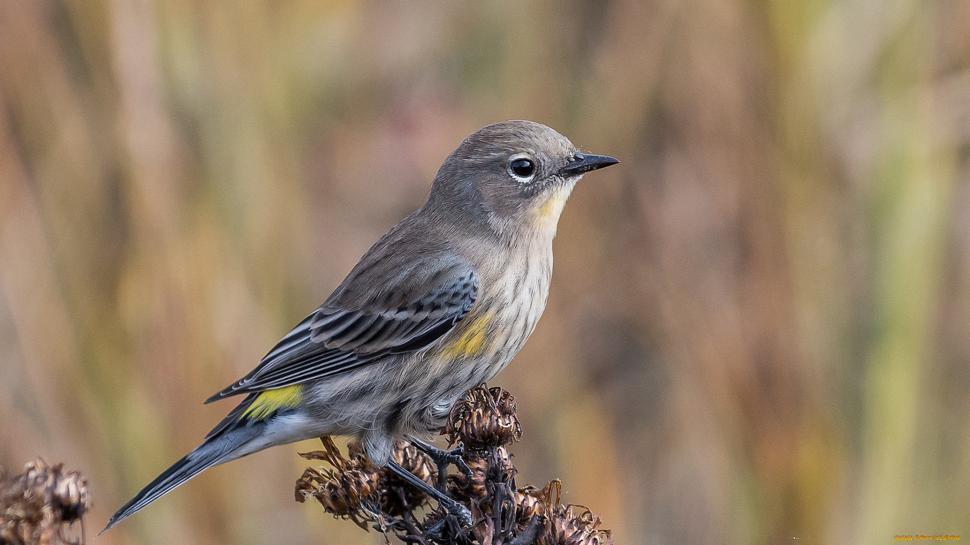 животные, птицы, птичка