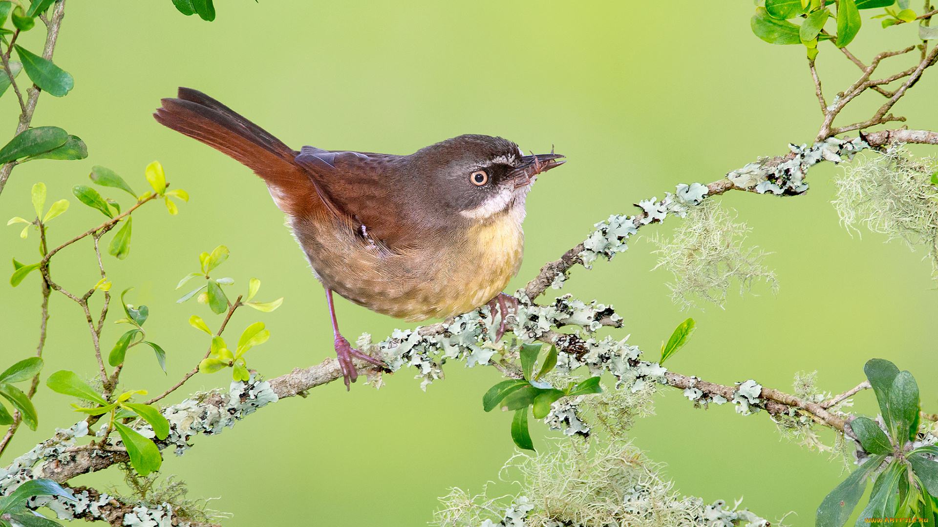 животные, птицы, птичка
