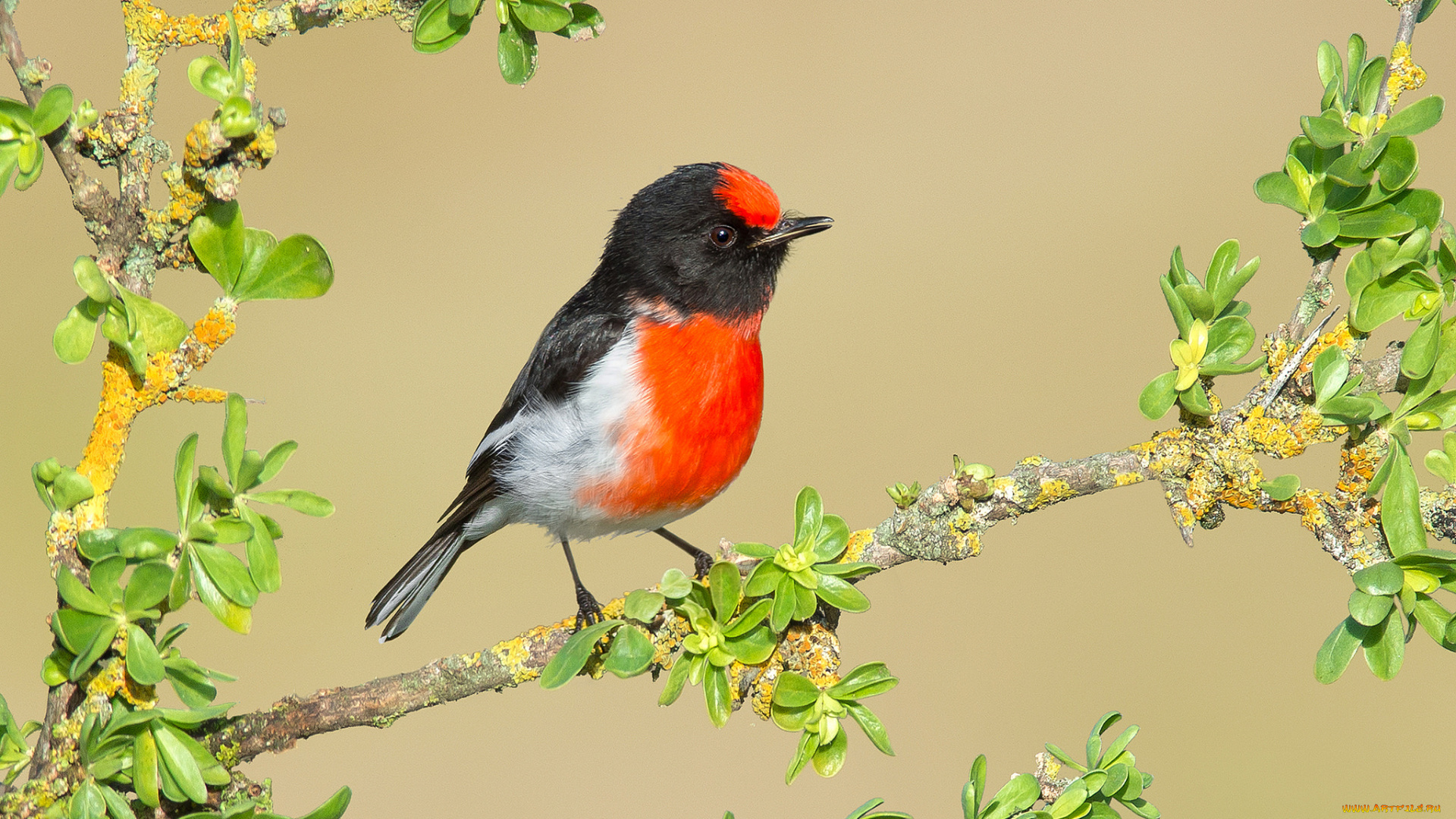 животные, птицы, птичка