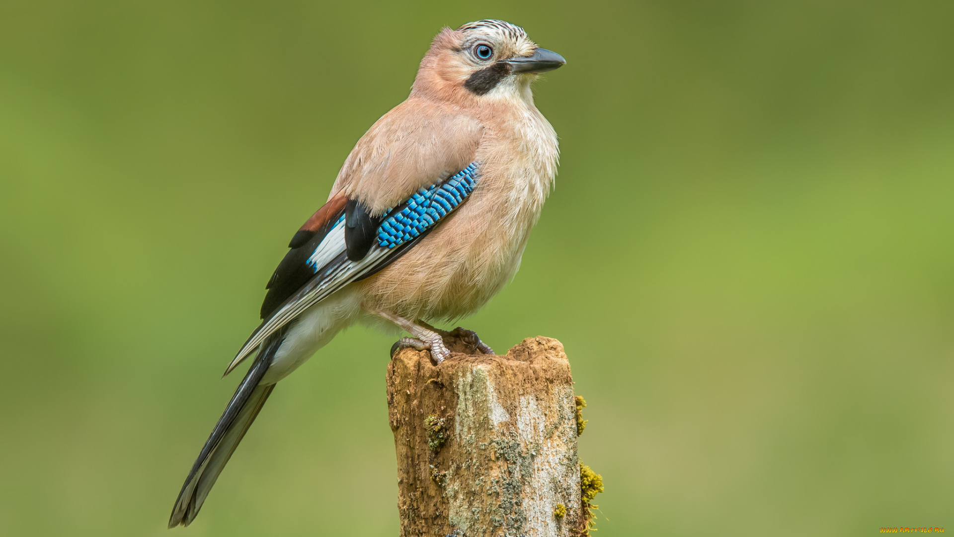 животные, сойки, птичка