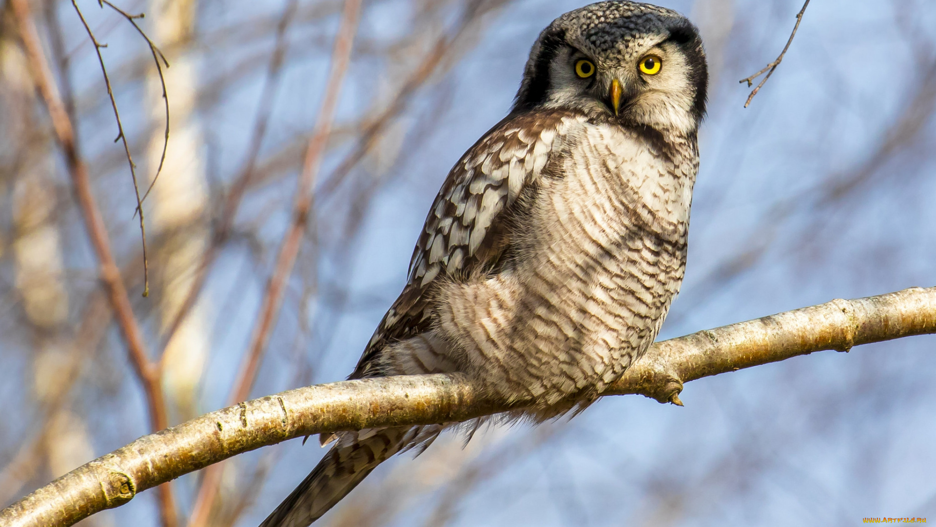 животные, совы, птичка