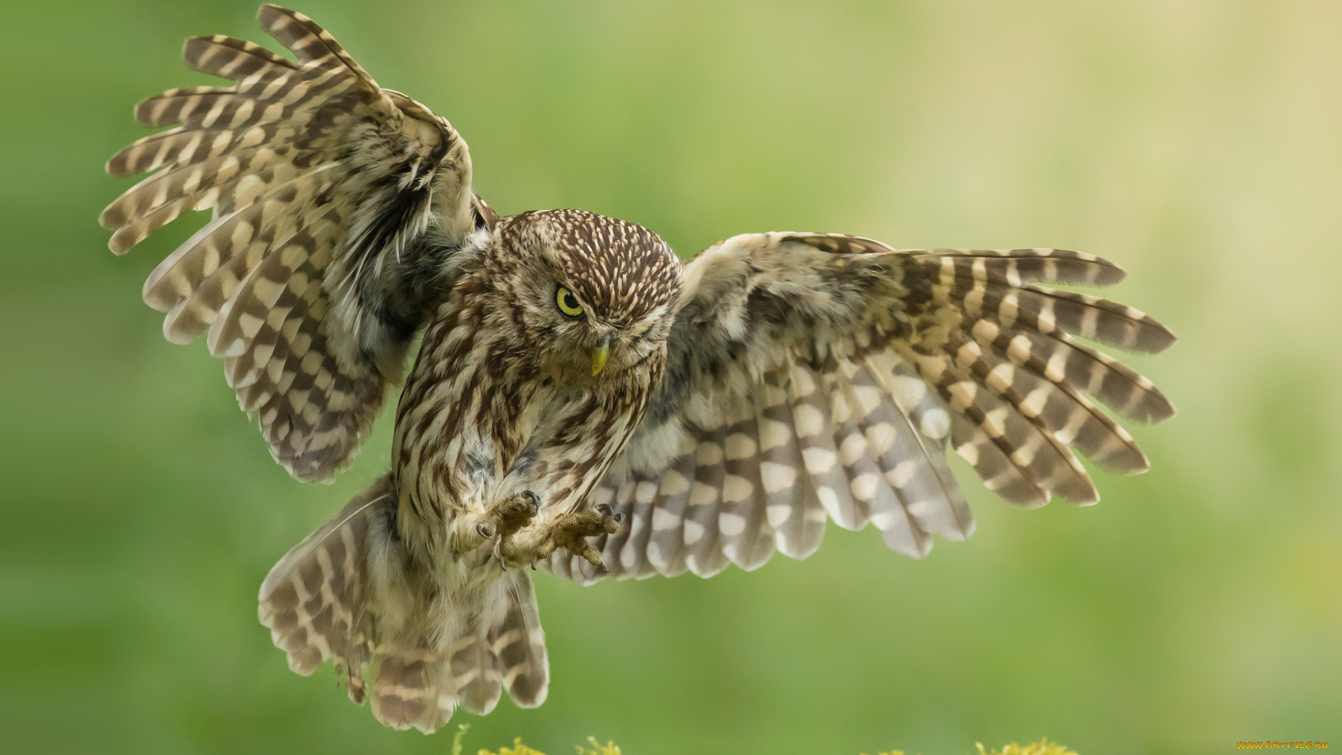 животные, совы, птичка