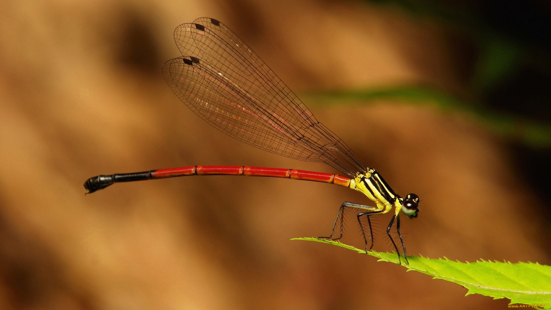 животные, стрекозы, стрекоза