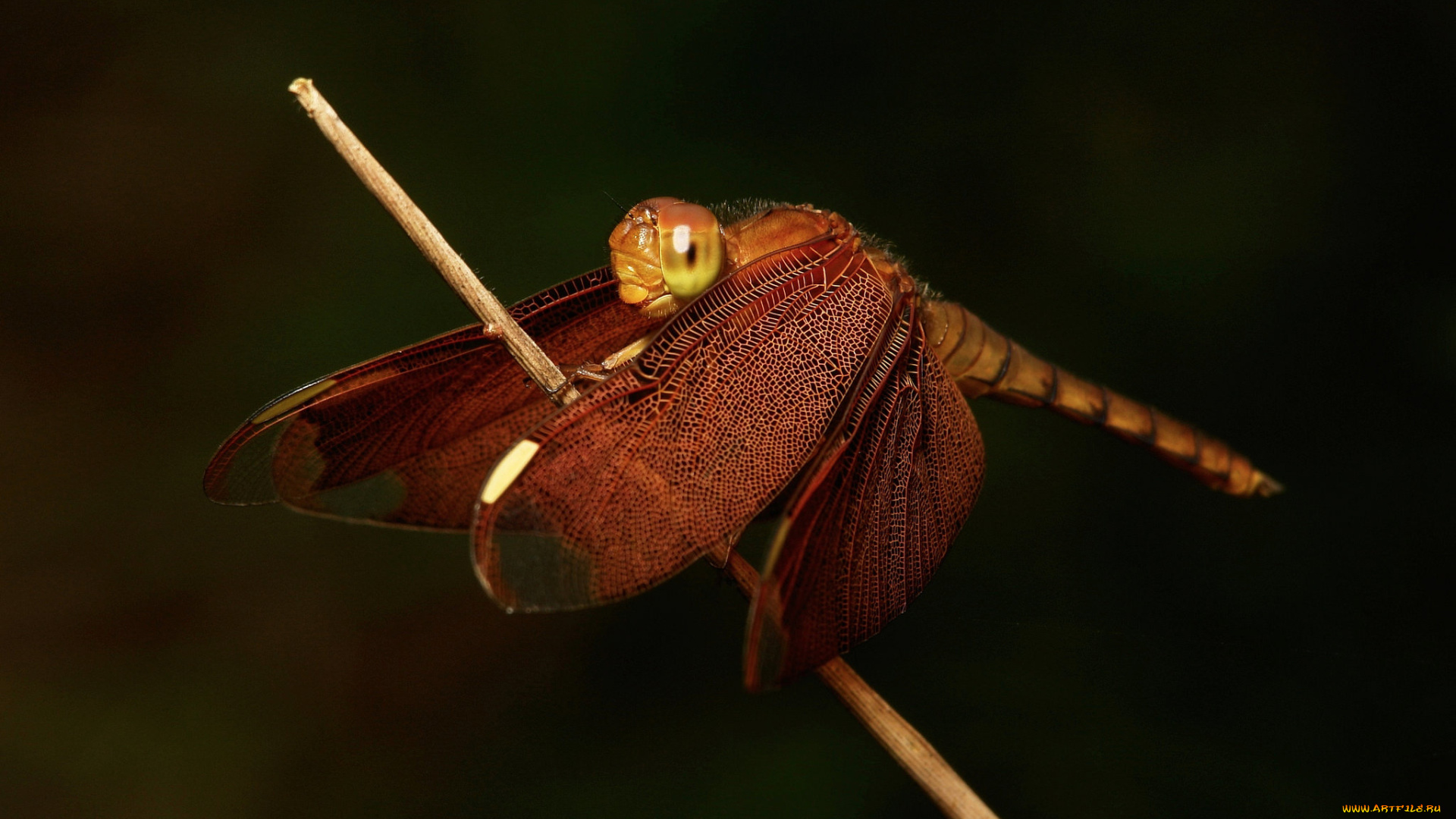 животные, стрекозы, стрекоза