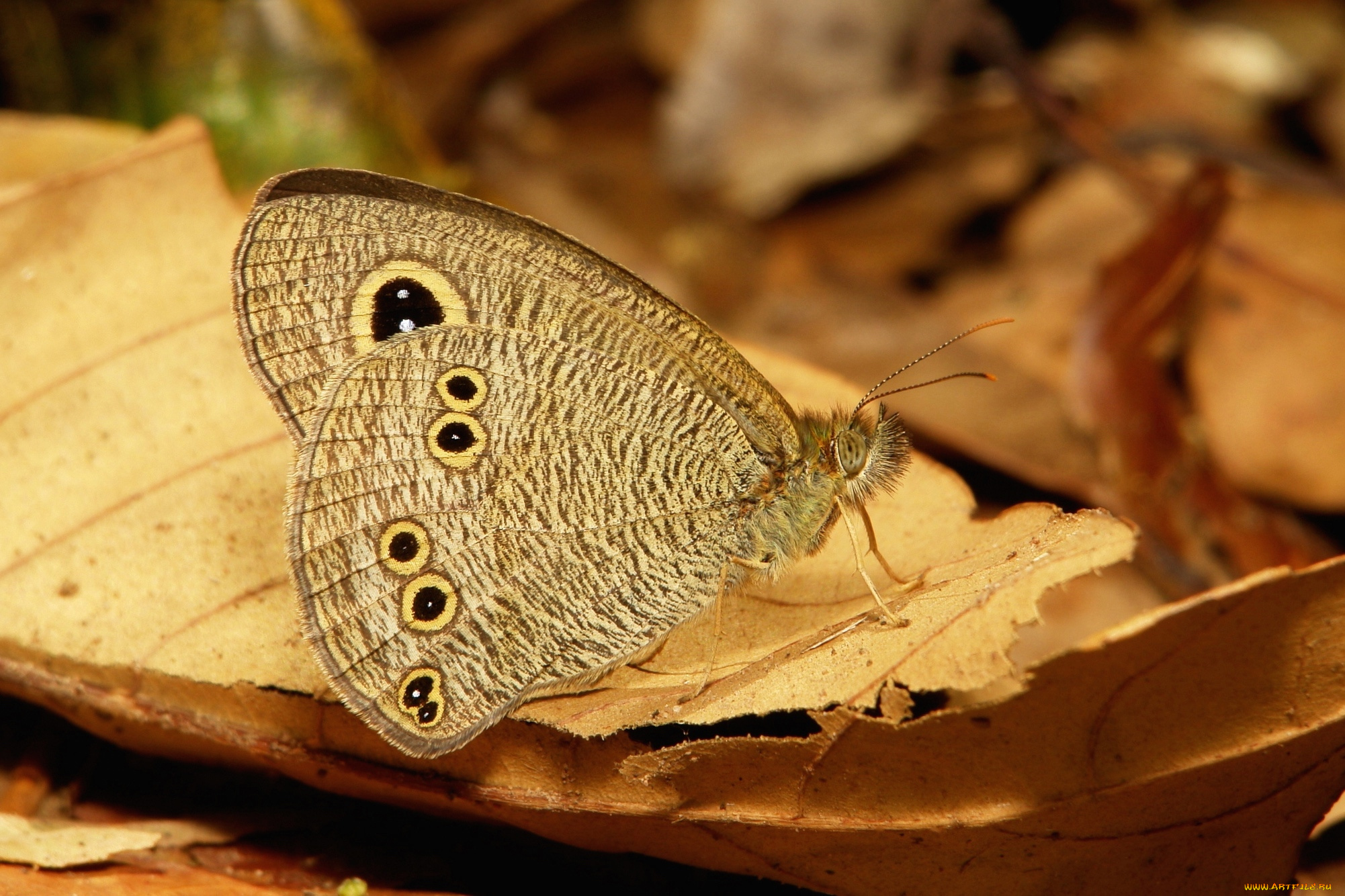 животные, бабочки, , мотыльки, , моли, бабочка