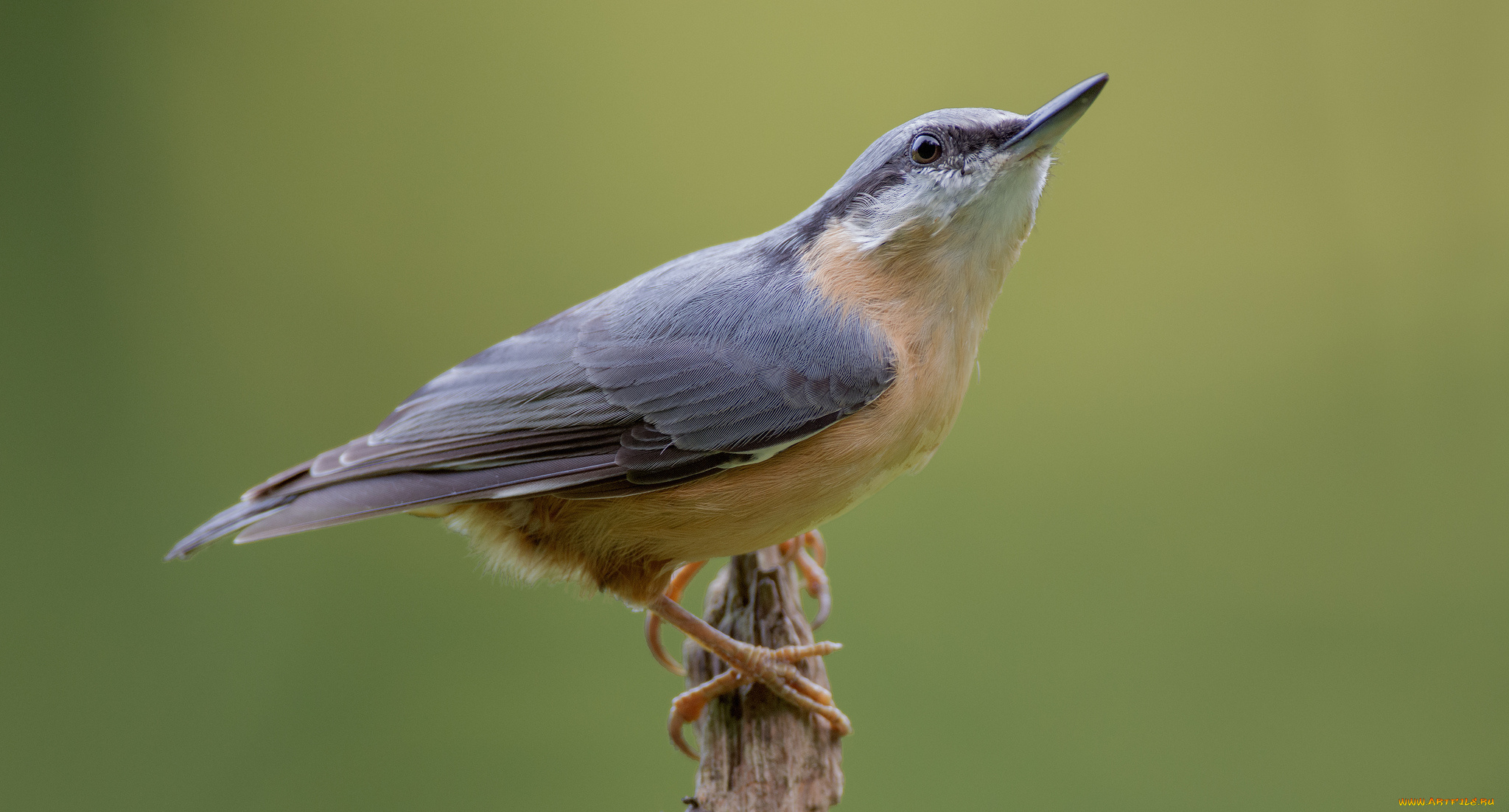 животные, поползни, птичка