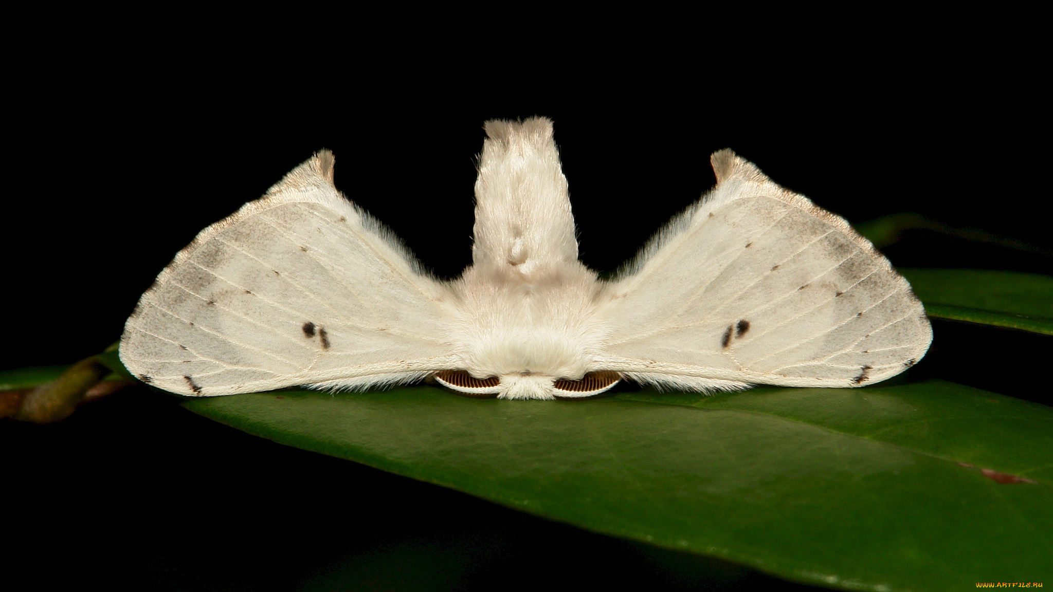 животные, бабочки, , мотыльки, , моли, моль