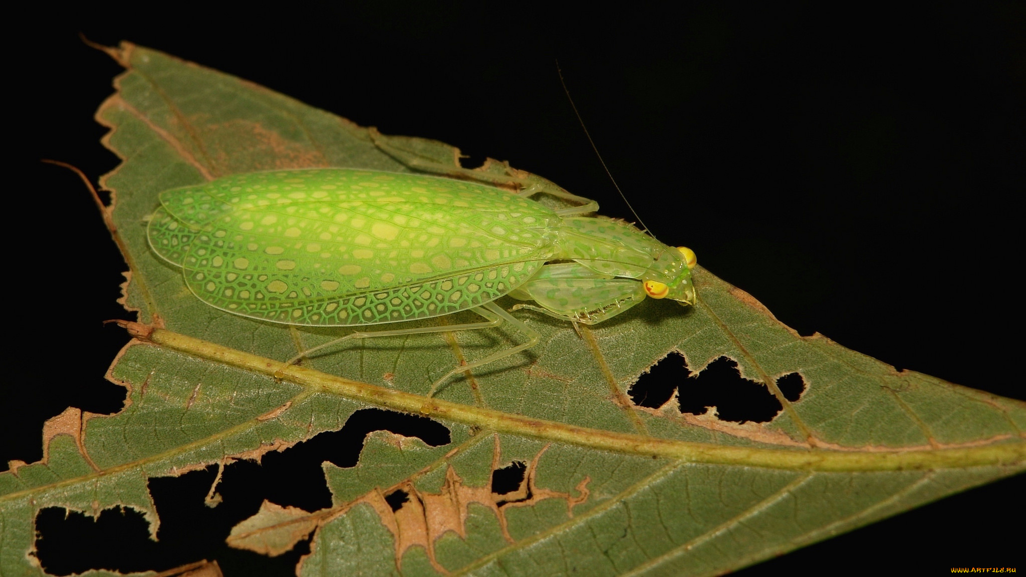 животные, богомолы, богомол