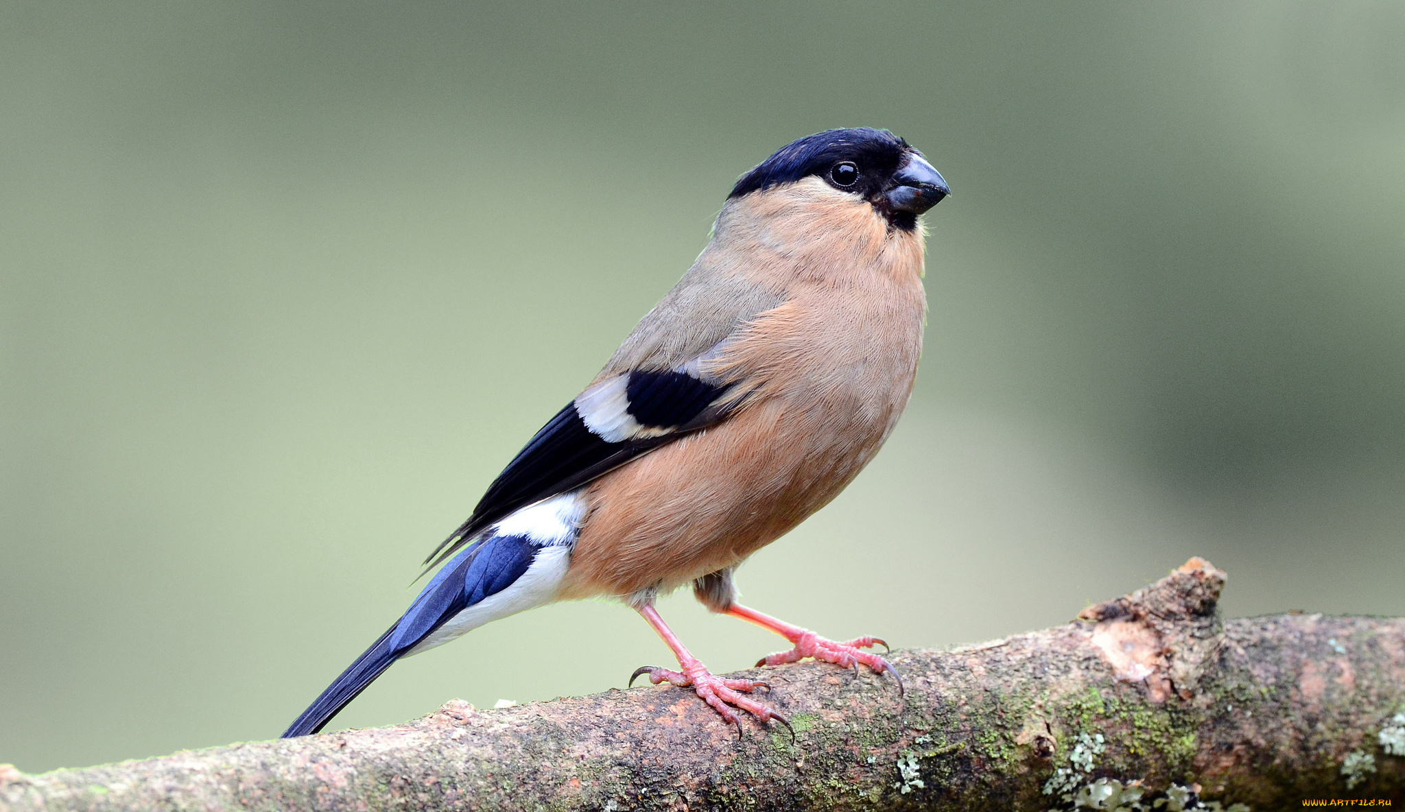 животные, снегири, птичка