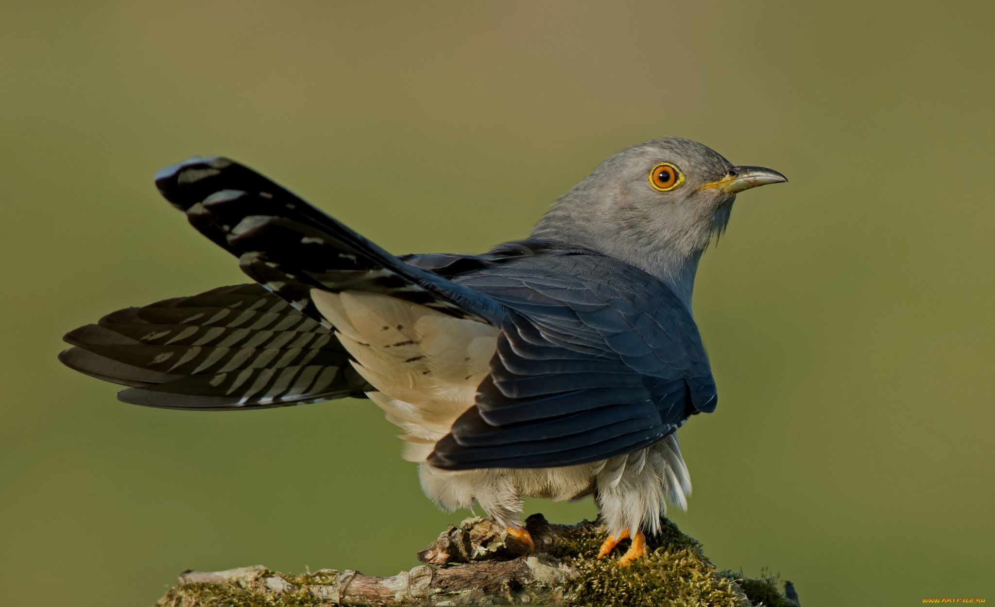 животные, птицы, птичка