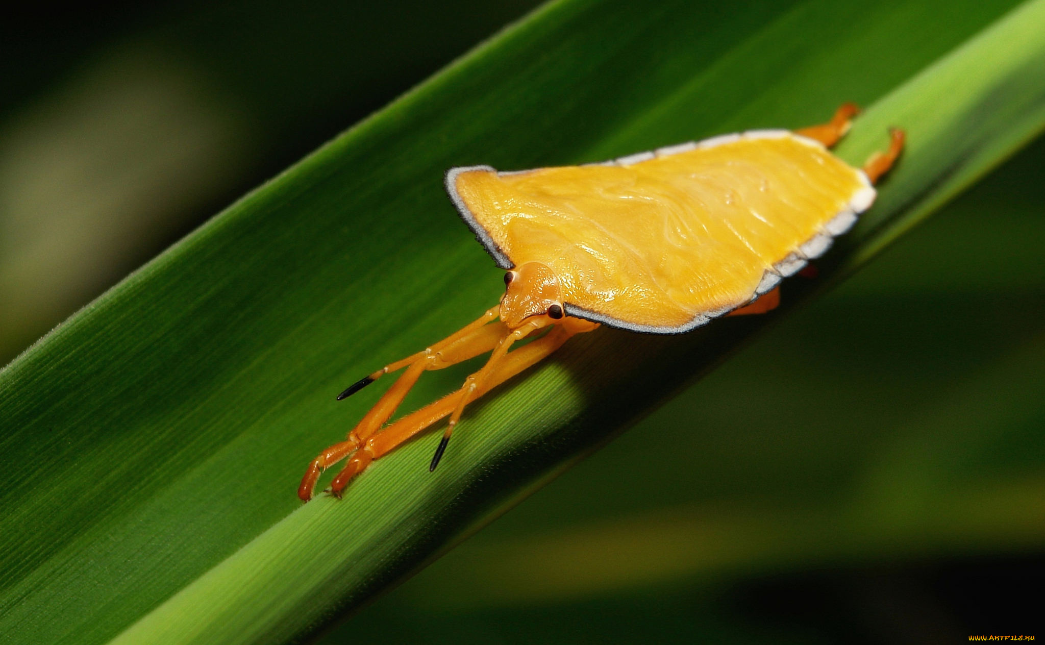 животные, насекомые, жук