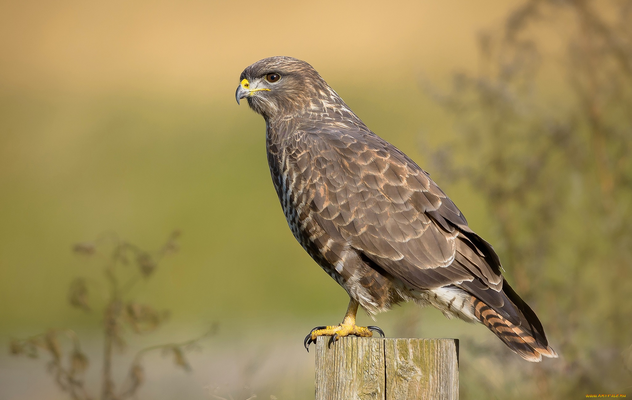 животные, птицы, -, хищники, птичка