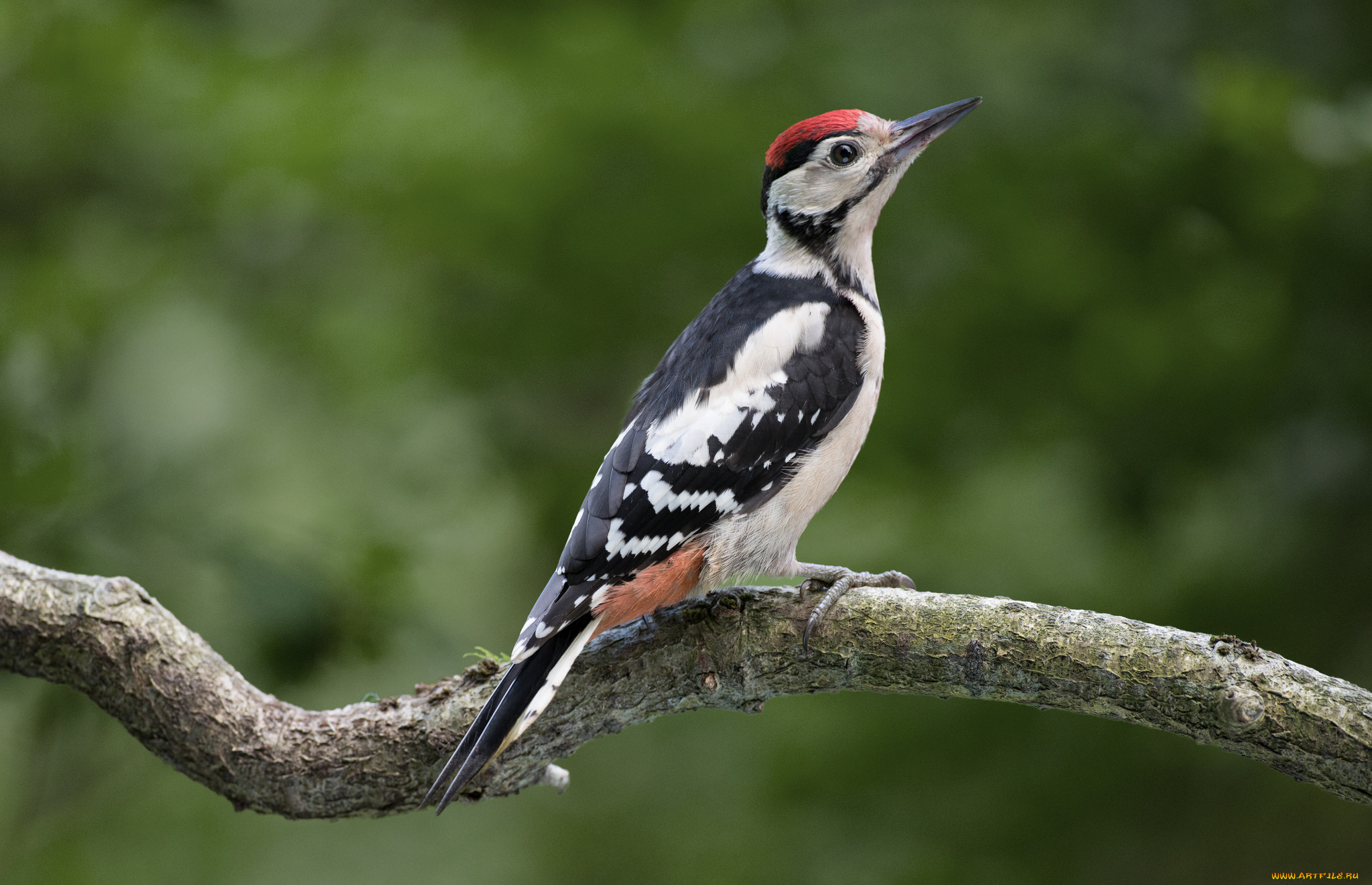 животные, дятлы, птичка