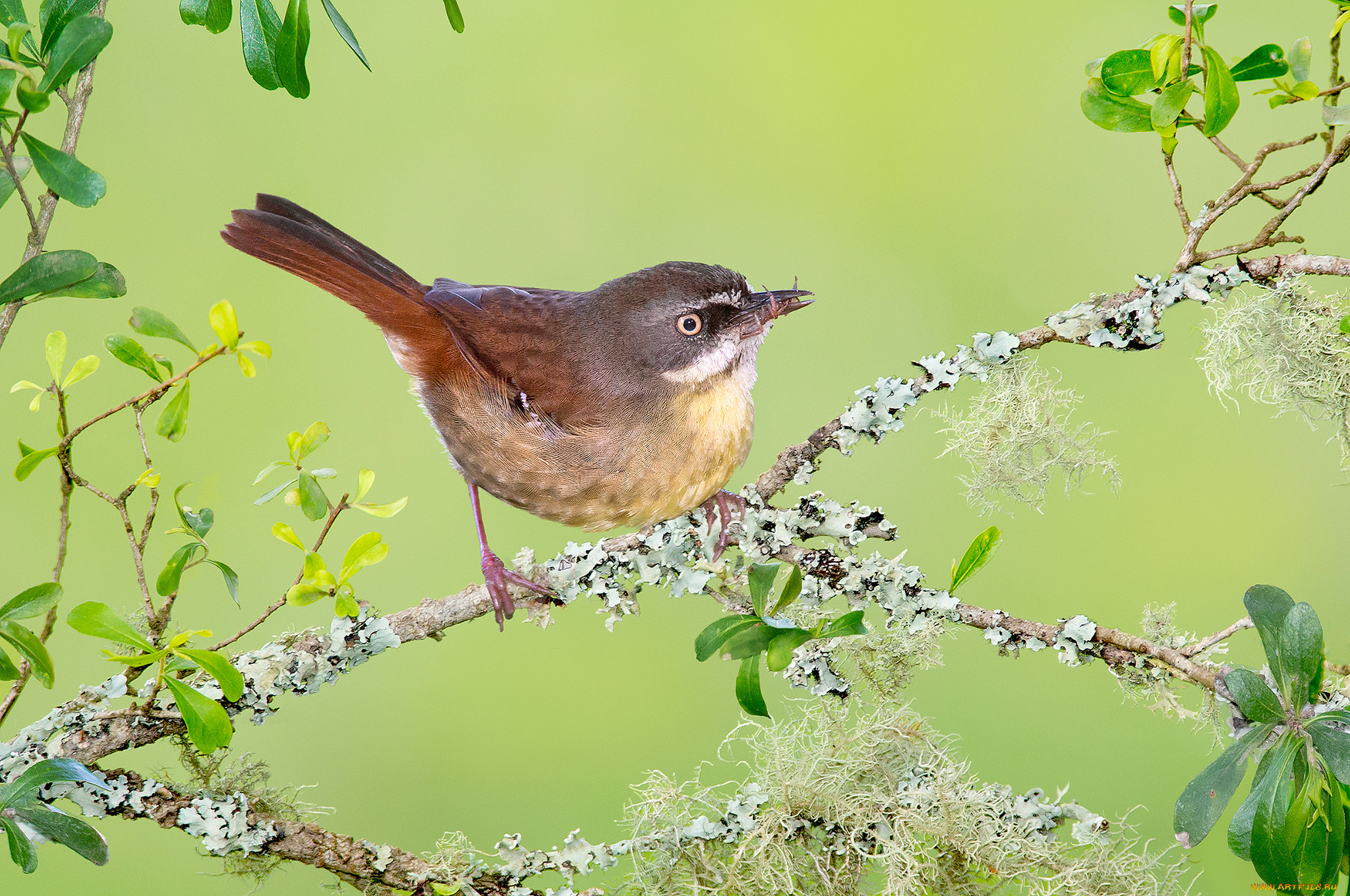животные, птицы, птичка