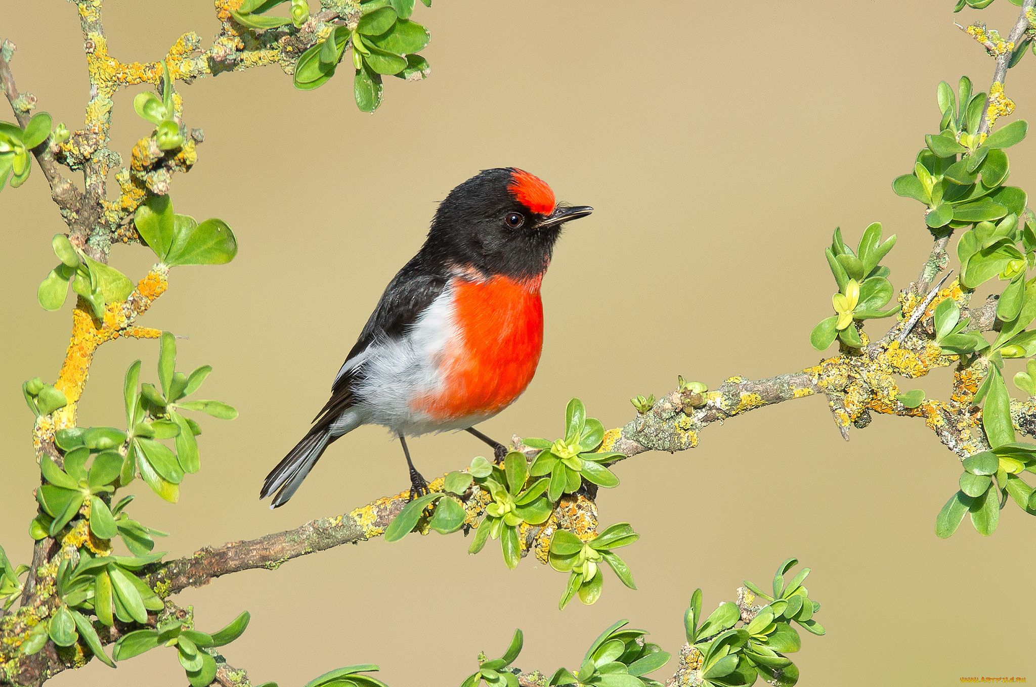 животные, птицы, птичка