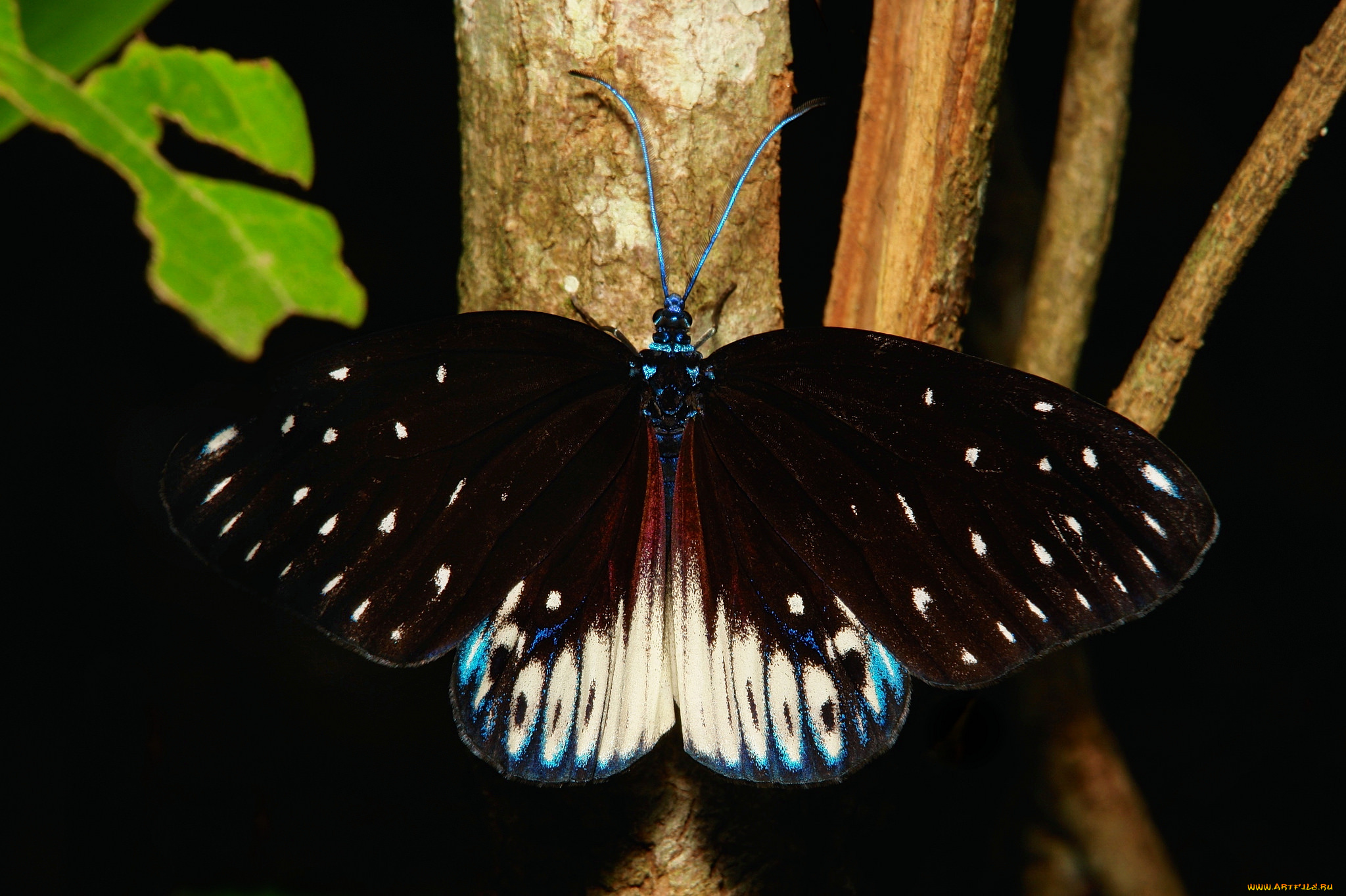 животные, бабочки, , мотыльки, , моли, бабочка