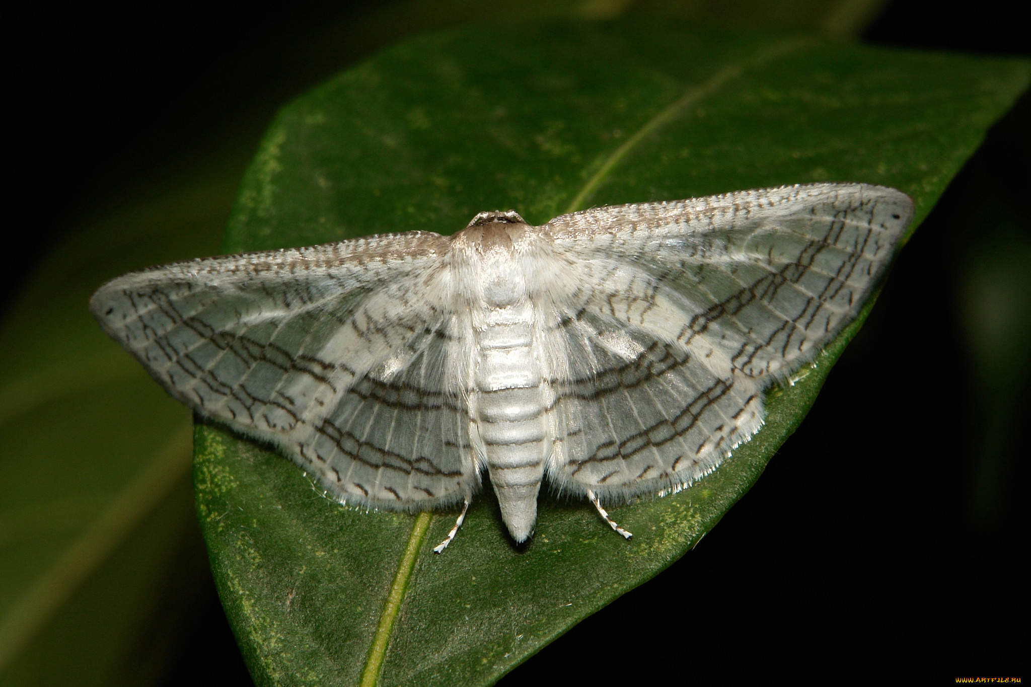 животные, бабочки, , мотыльки, , моли, мотылёк