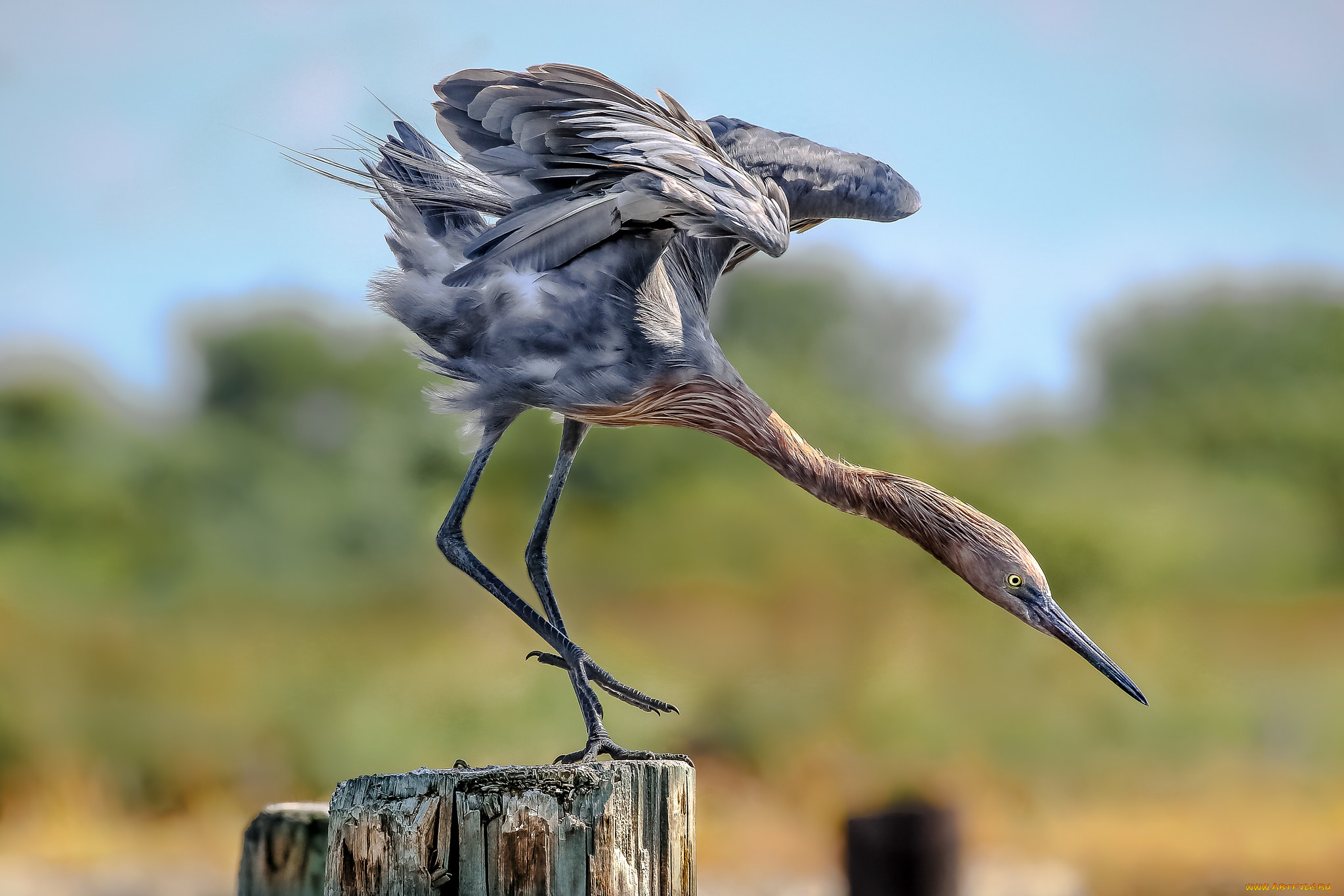 животные, цапли, , выпи, птичка