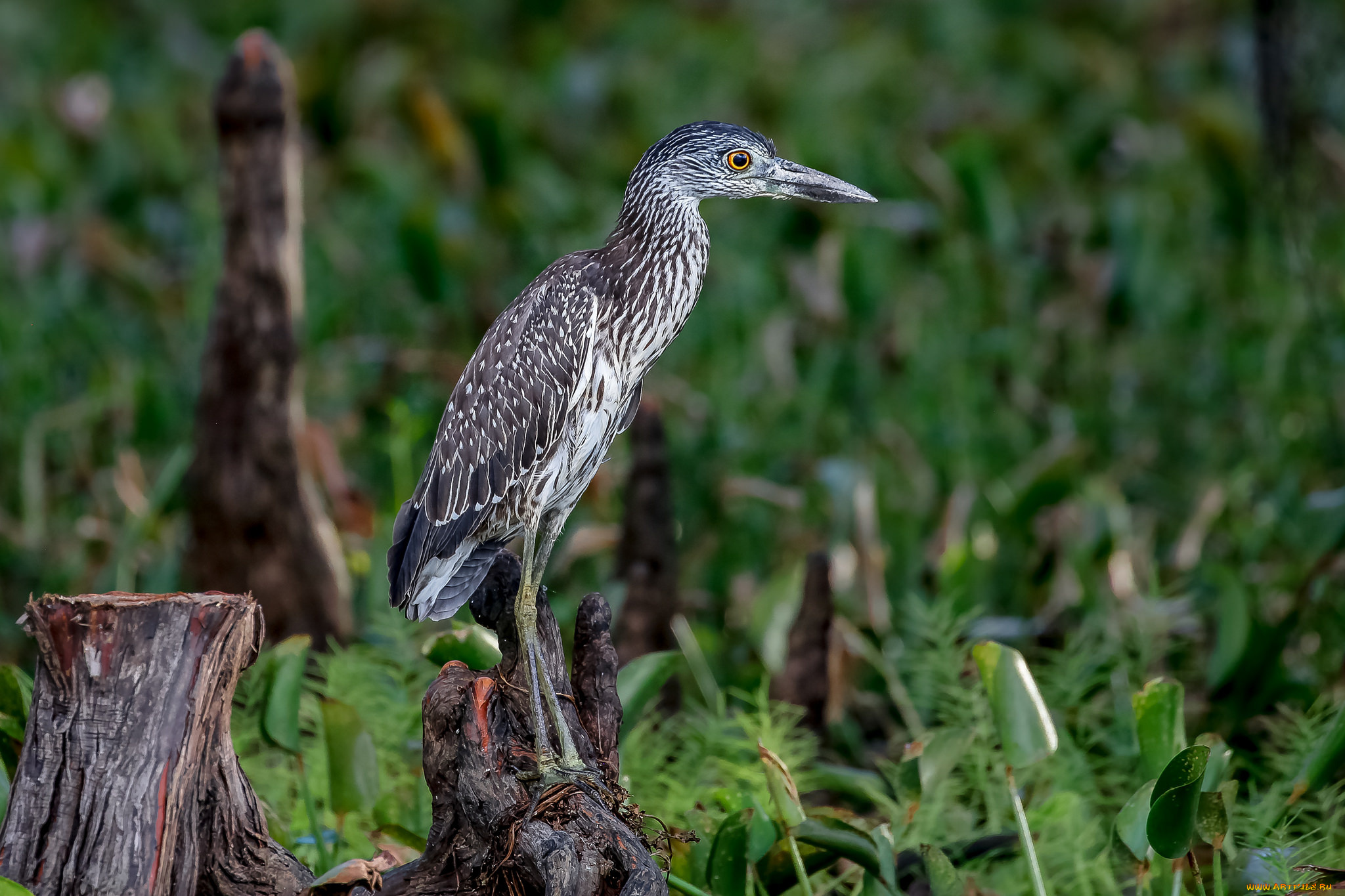 животные, цапли, , выпи, птичка