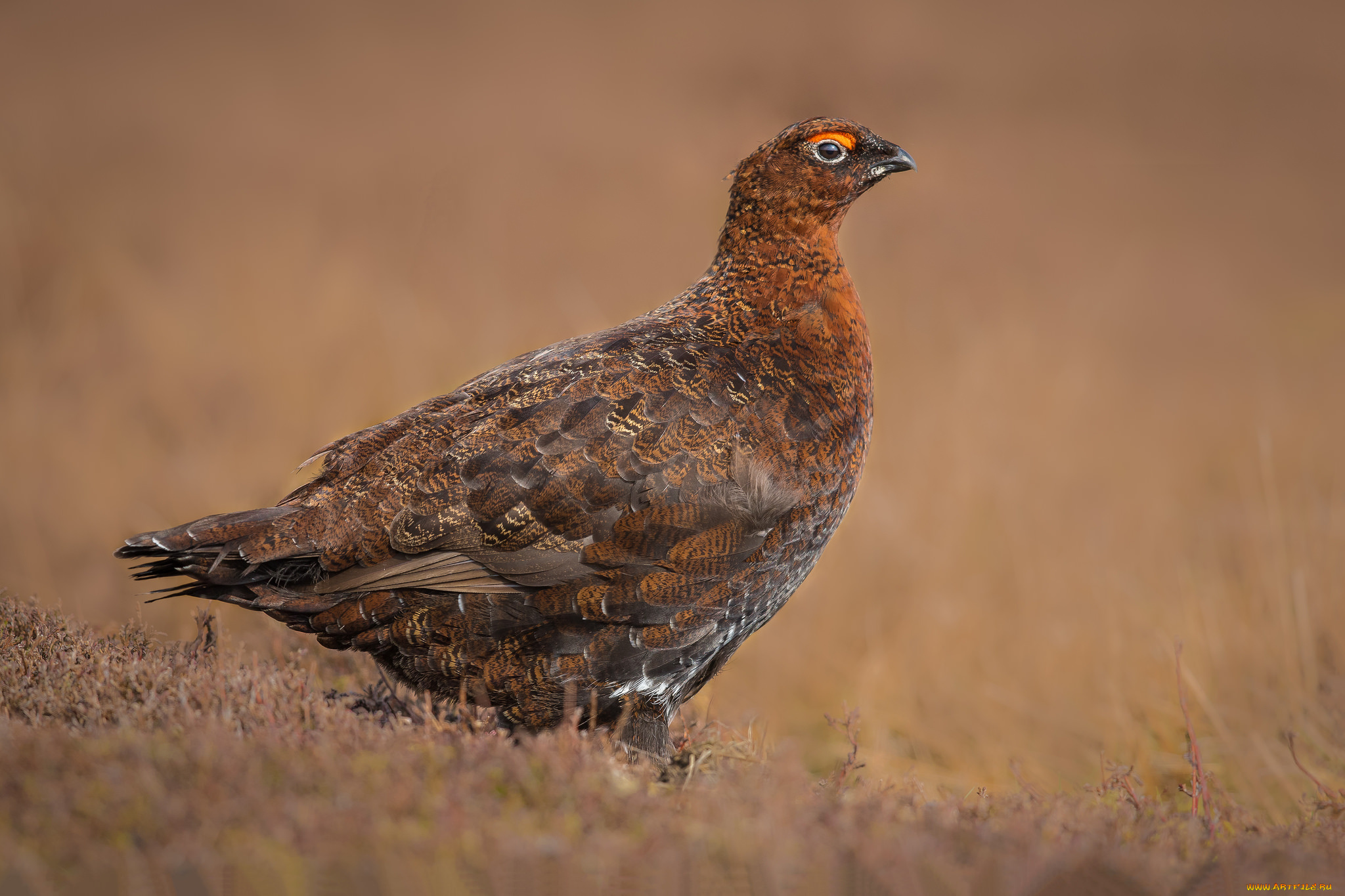 животные, глухари, , тетерева, птичка