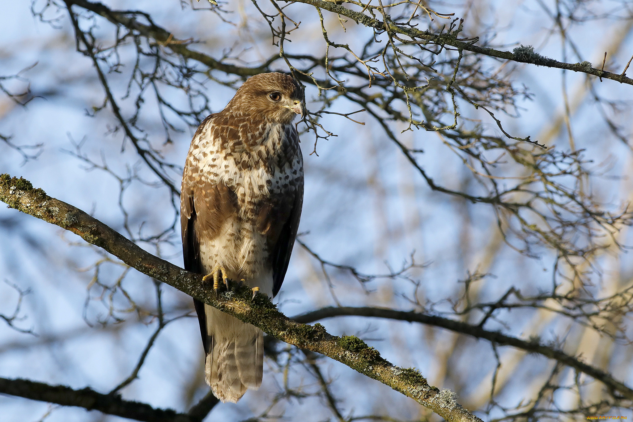 животные, птицы, -, хищники, птичка
