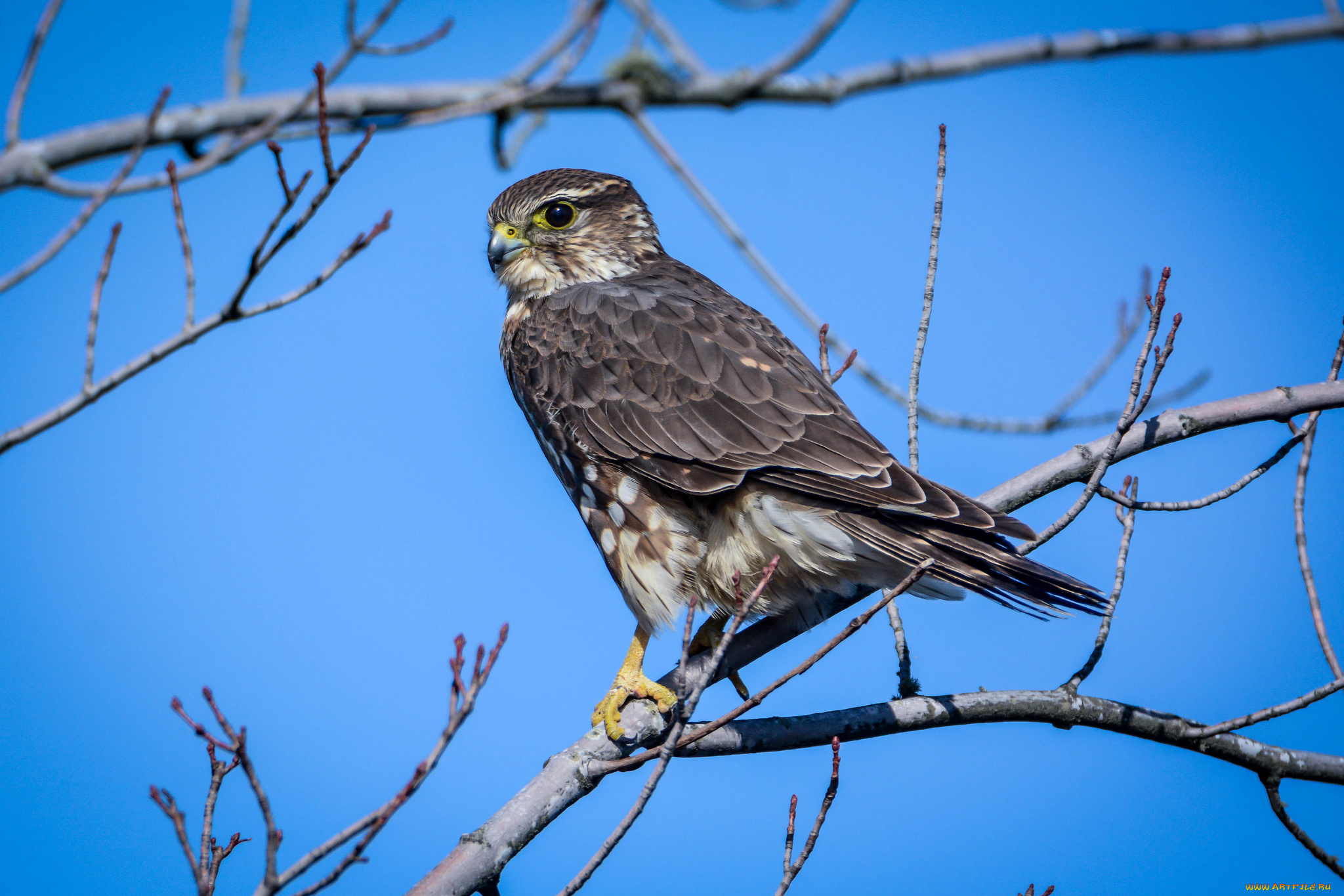 животные, птицы, -, хищники, птичка