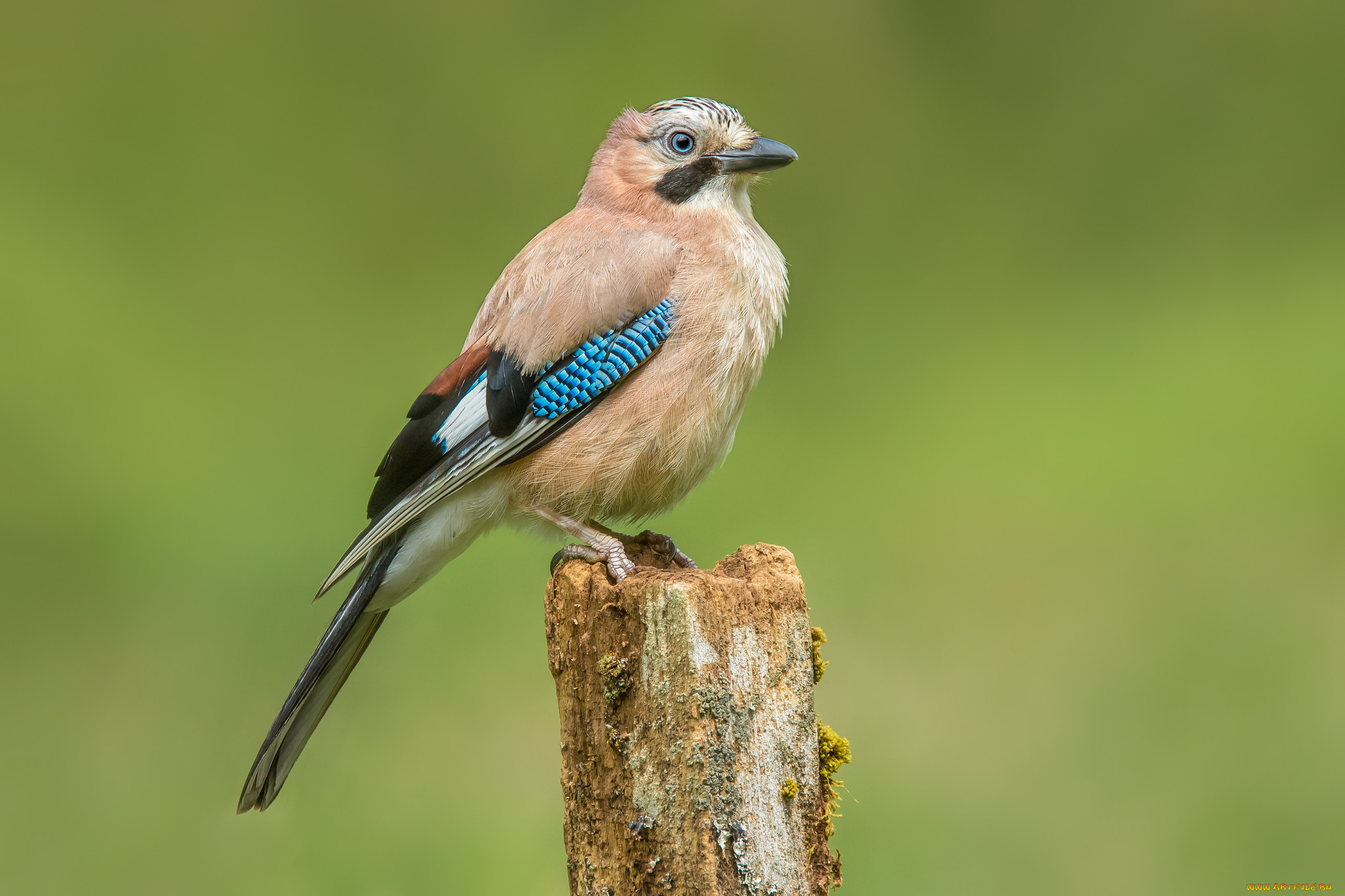 животные, сойки, птичка