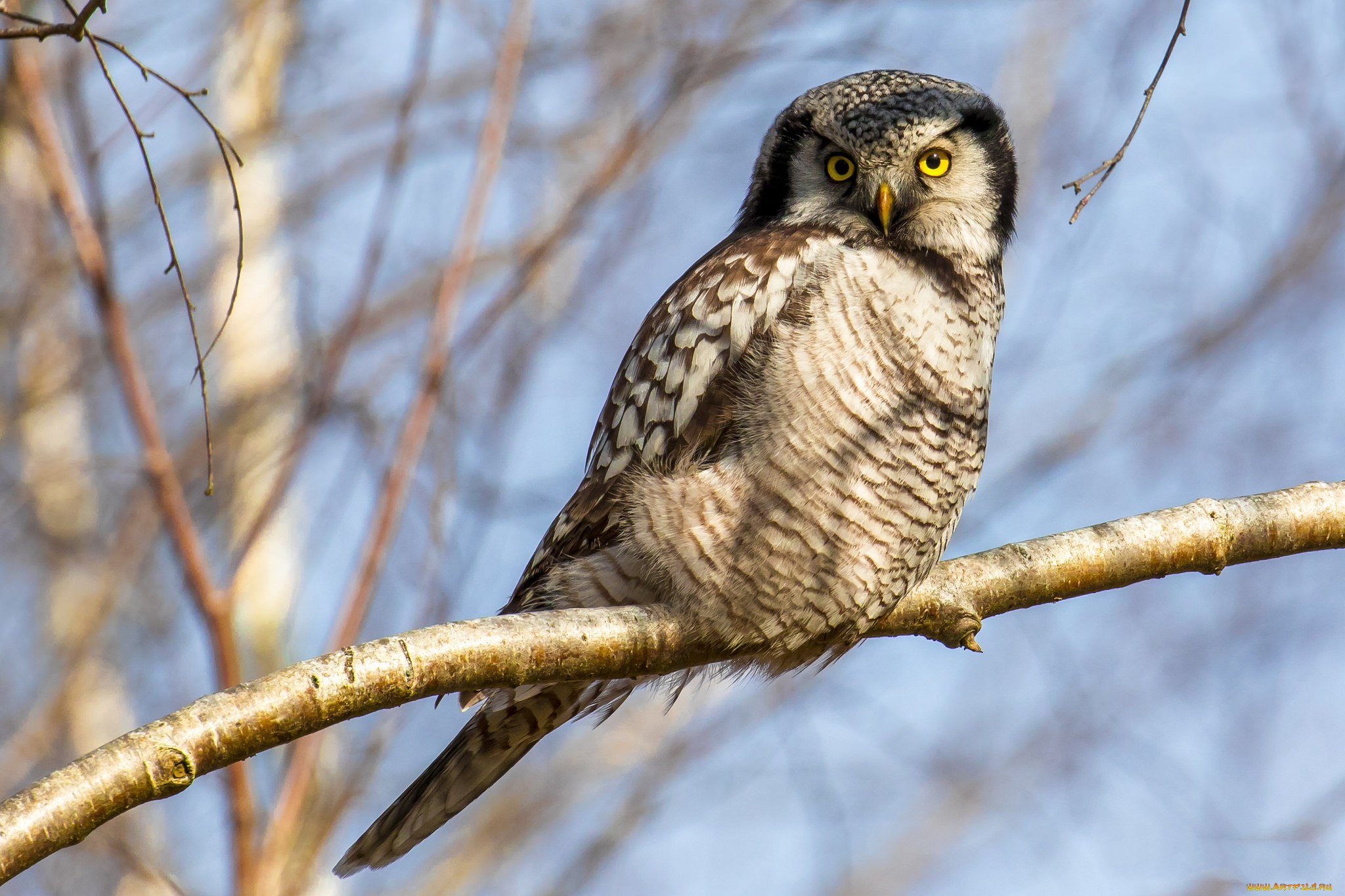 животные, совы, птичка