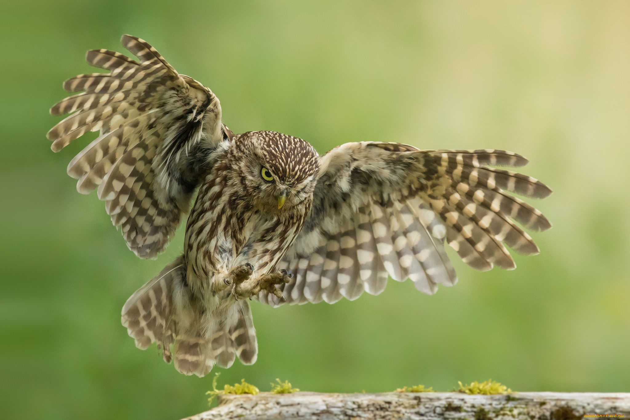 животные, совы, птичка