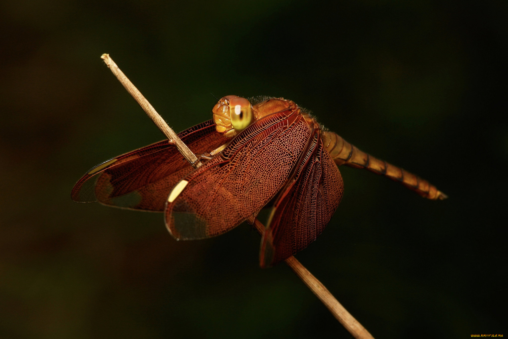 животные, стрекозы, стрекоза