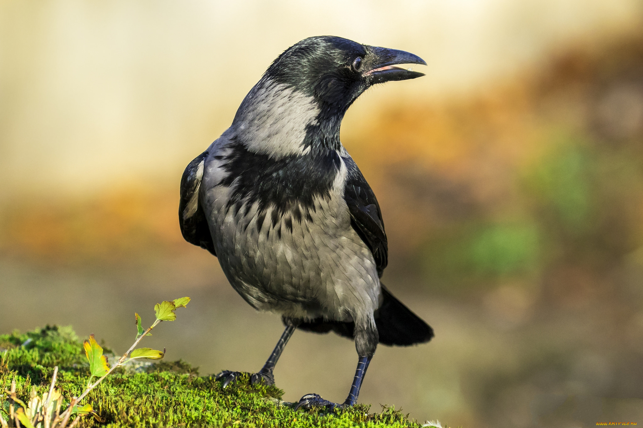 животные, вороны, , грачи, , галки, птичка